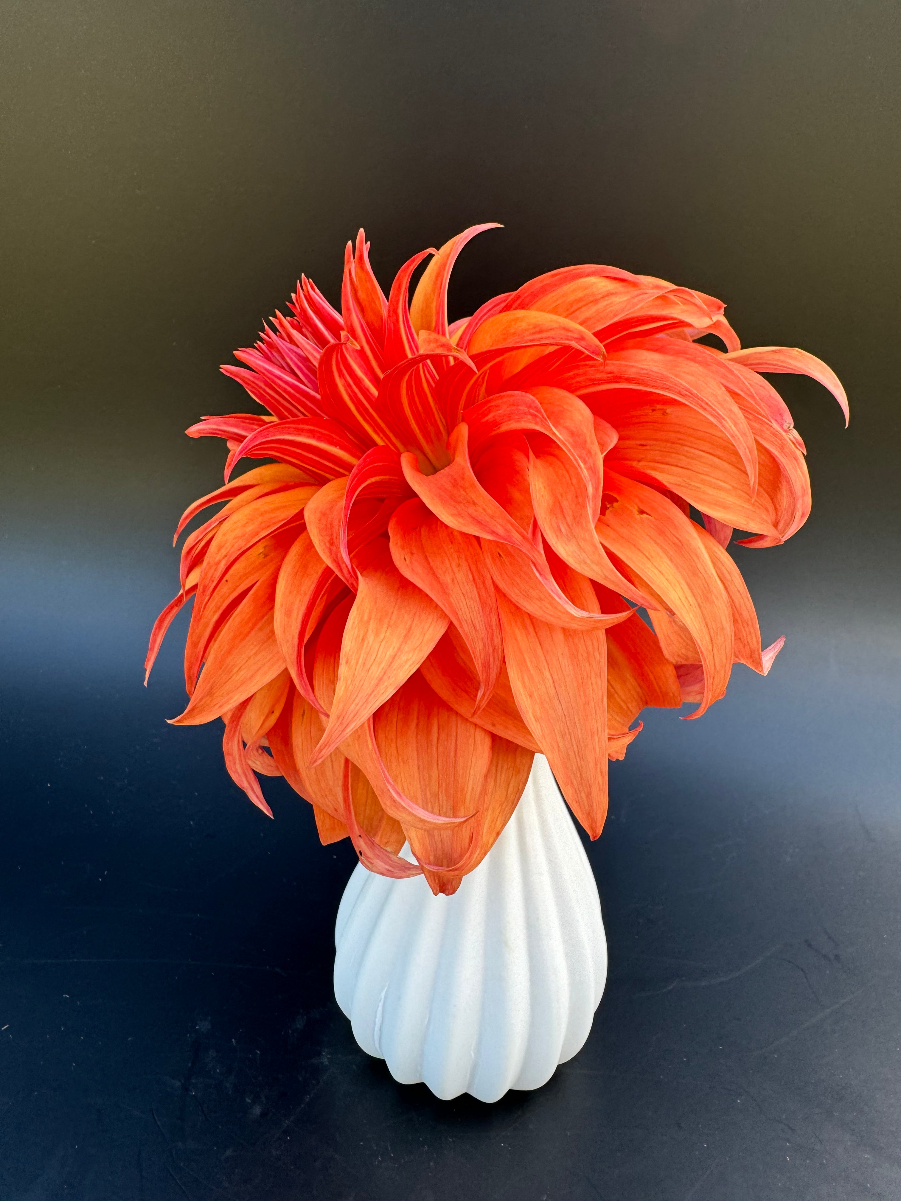 Bloomquist Jean - Dahlia – Birddog Flower Farm Bloomquist Jean - Dahlia – Birddog Flower Farm