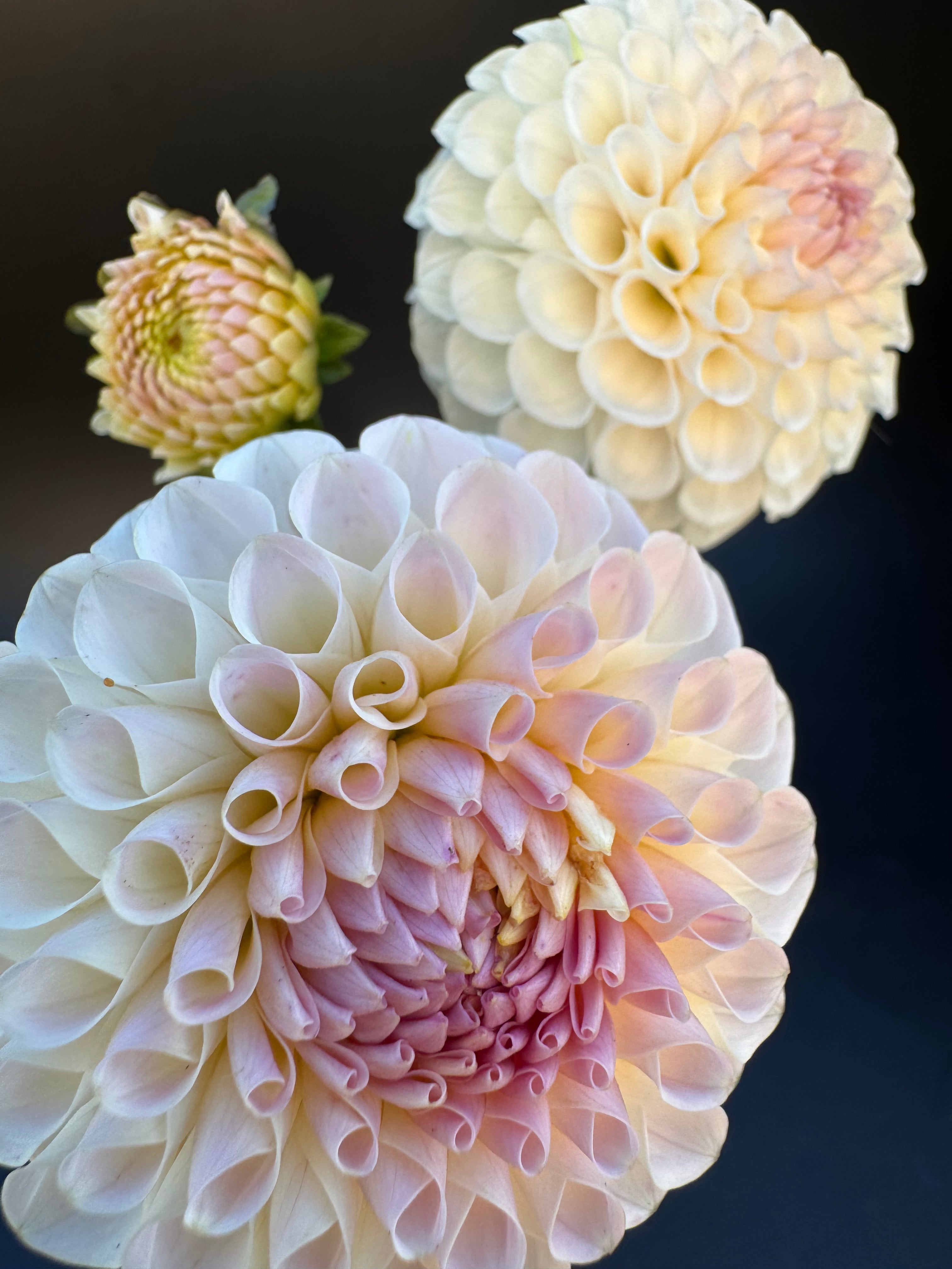 20th Ave Memory - Dahlia – Birddog Flower Farm