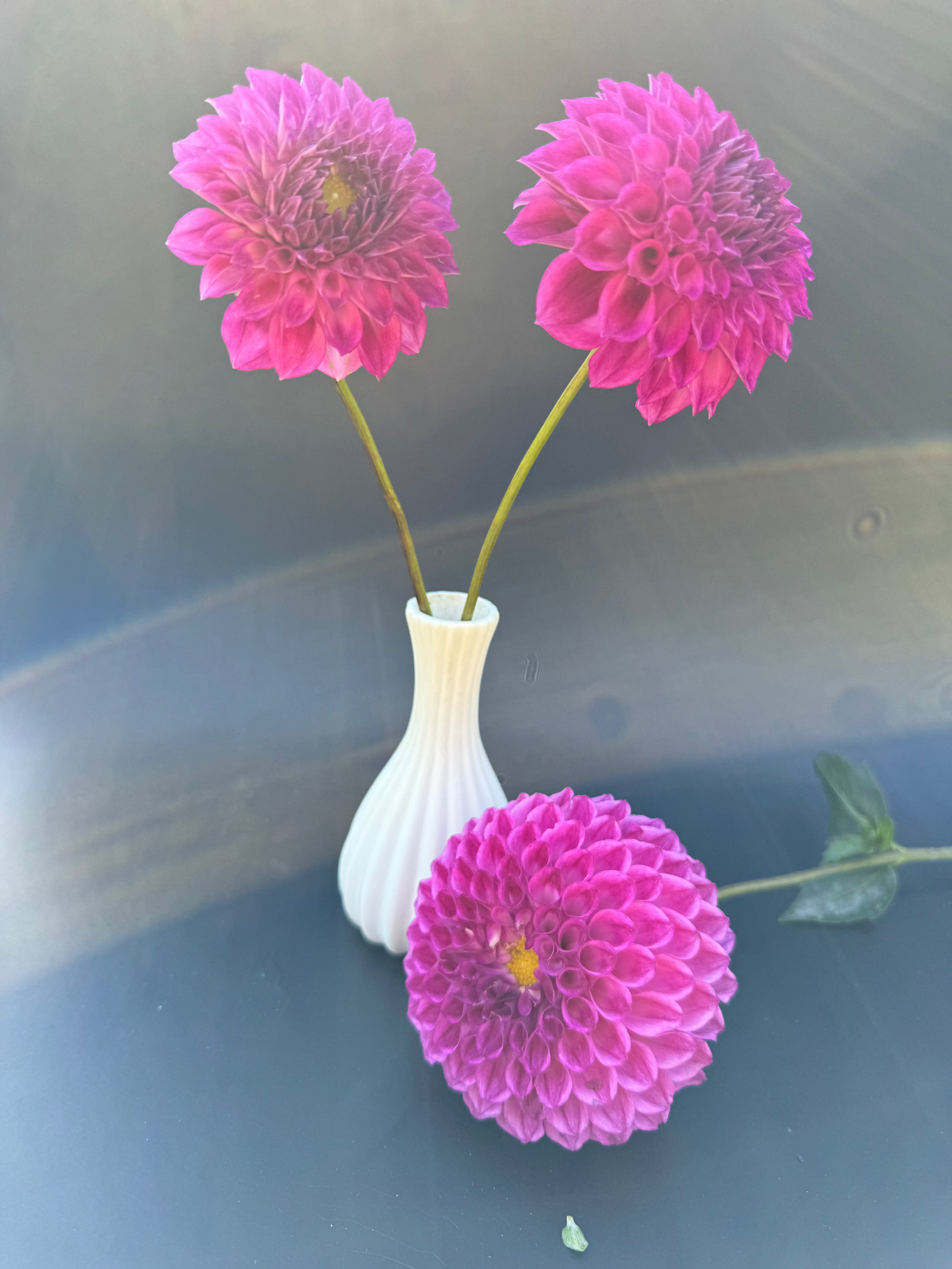 20th Ave Rayna - Dahlia – Birddog Flower Farm