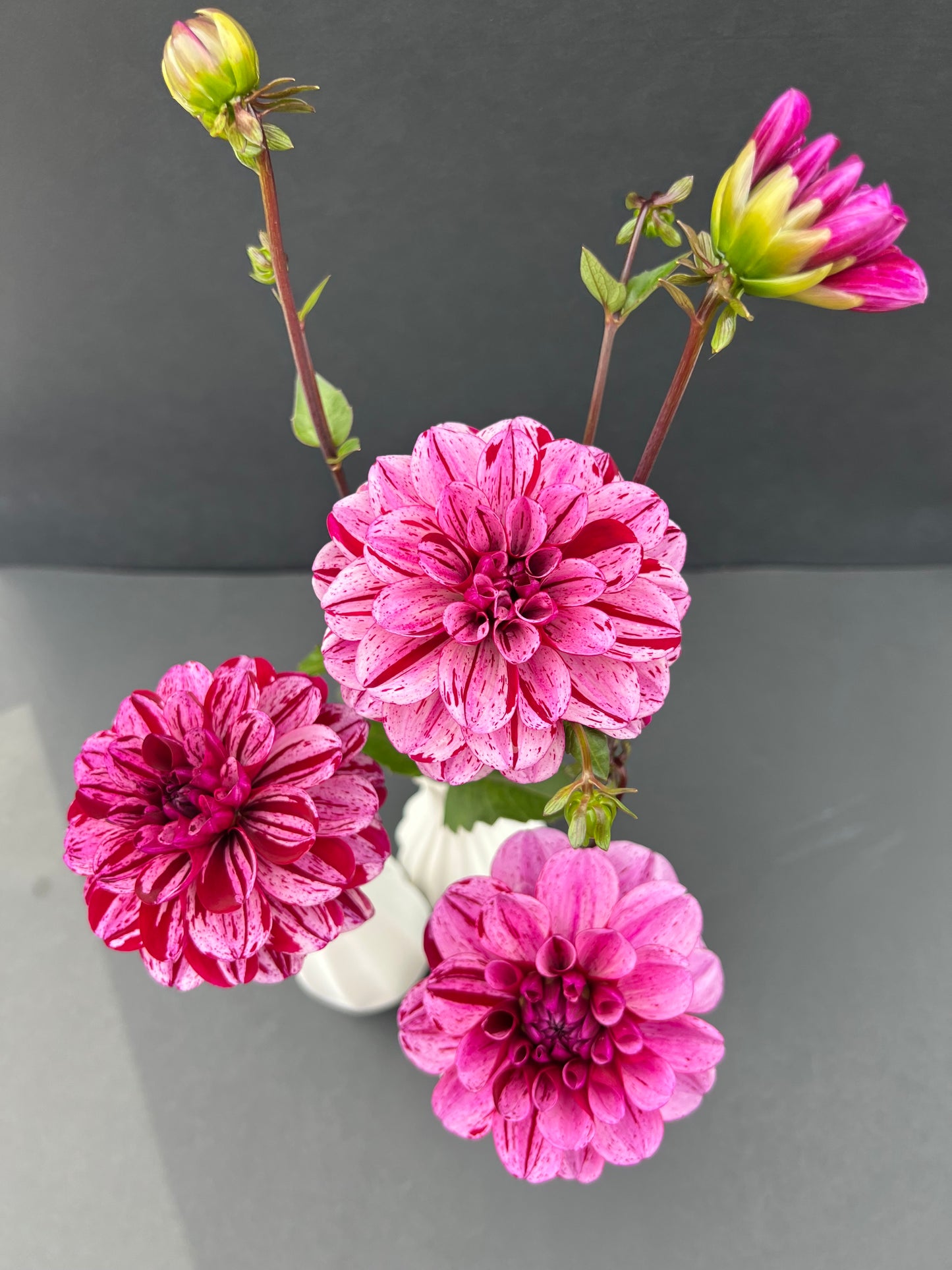 ac candy dahlia bloom with vibrant purple petals, grown from high-quality tubers for sale