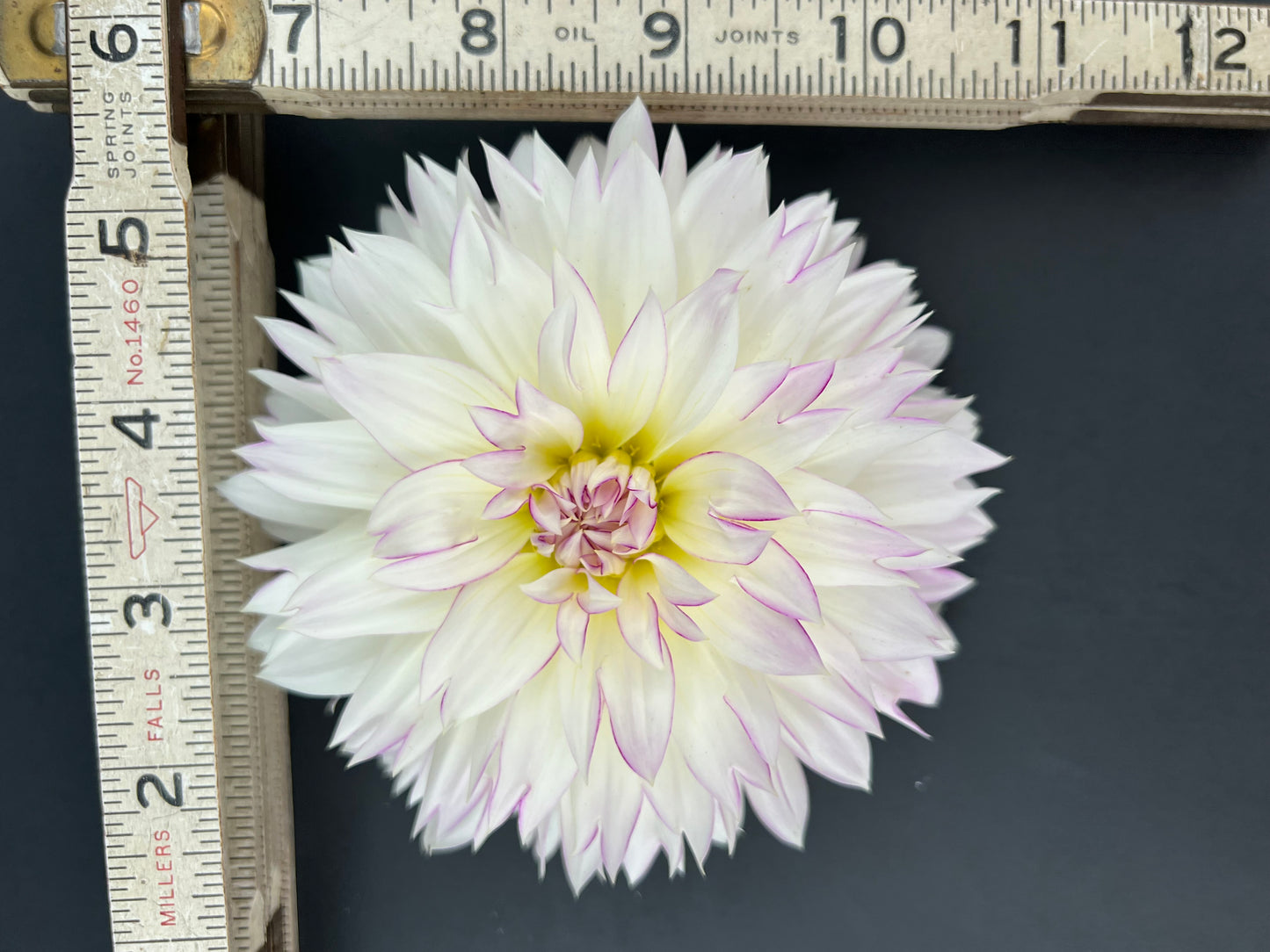 crazy love dahlia bloom with vibrant white-purple petals, grown from high-quality tubers for sale