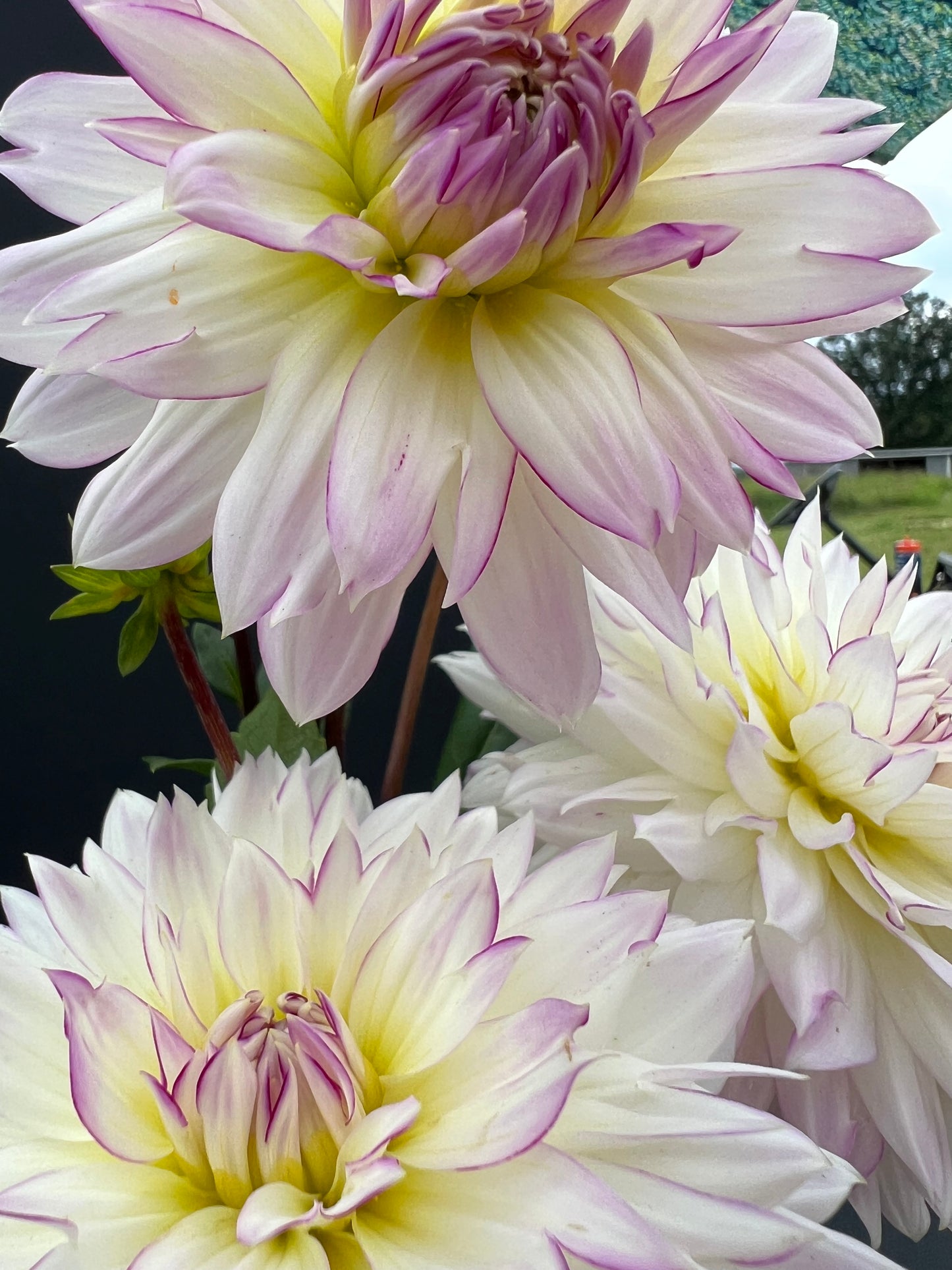 crazy love dahlia bloom with vibrant white-purple petals, grown from high-quality tubers for sale