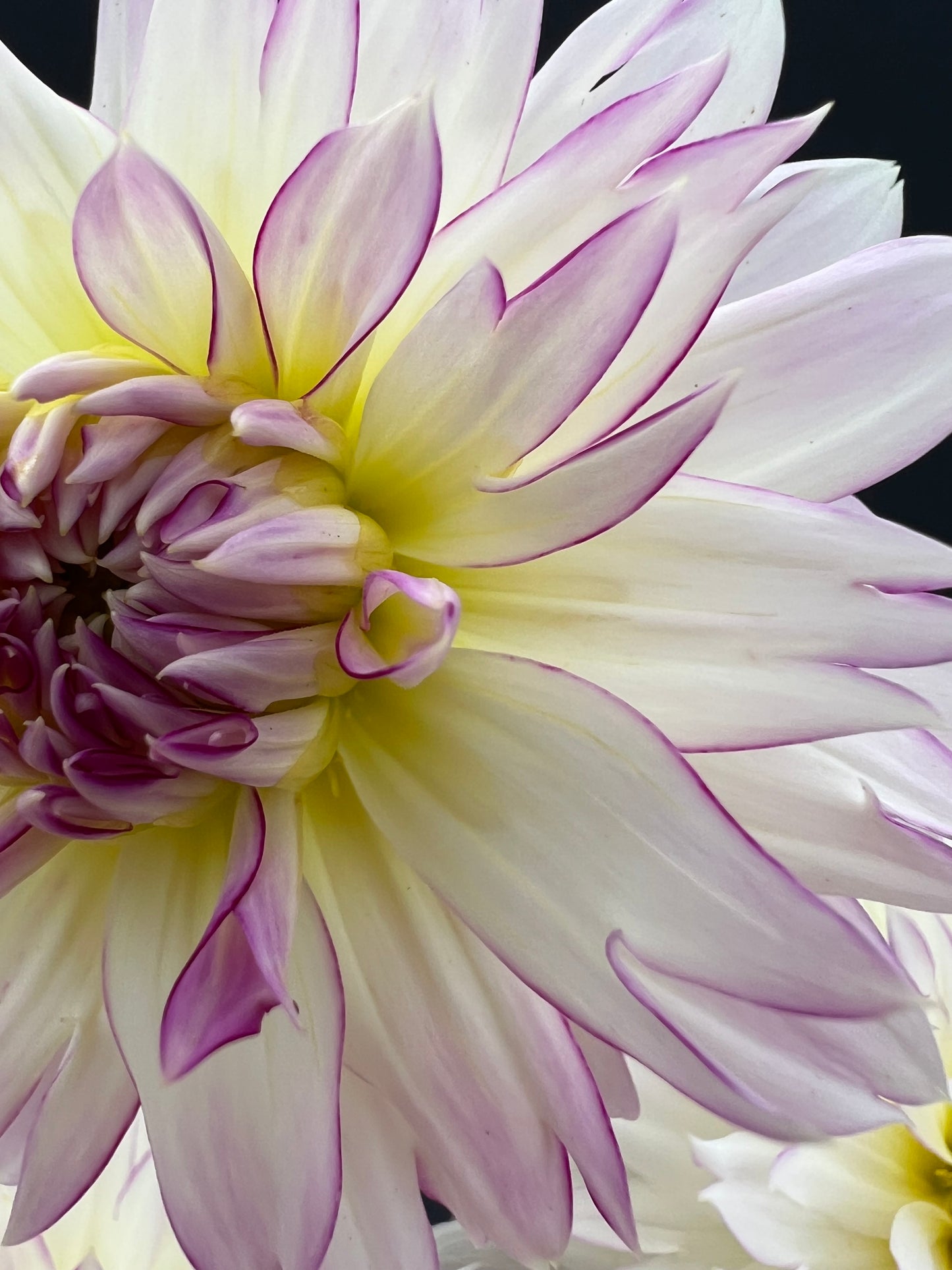 crazy love dahlia bloom with vibrant white-purple petals, grown from high-quality tubers for sale