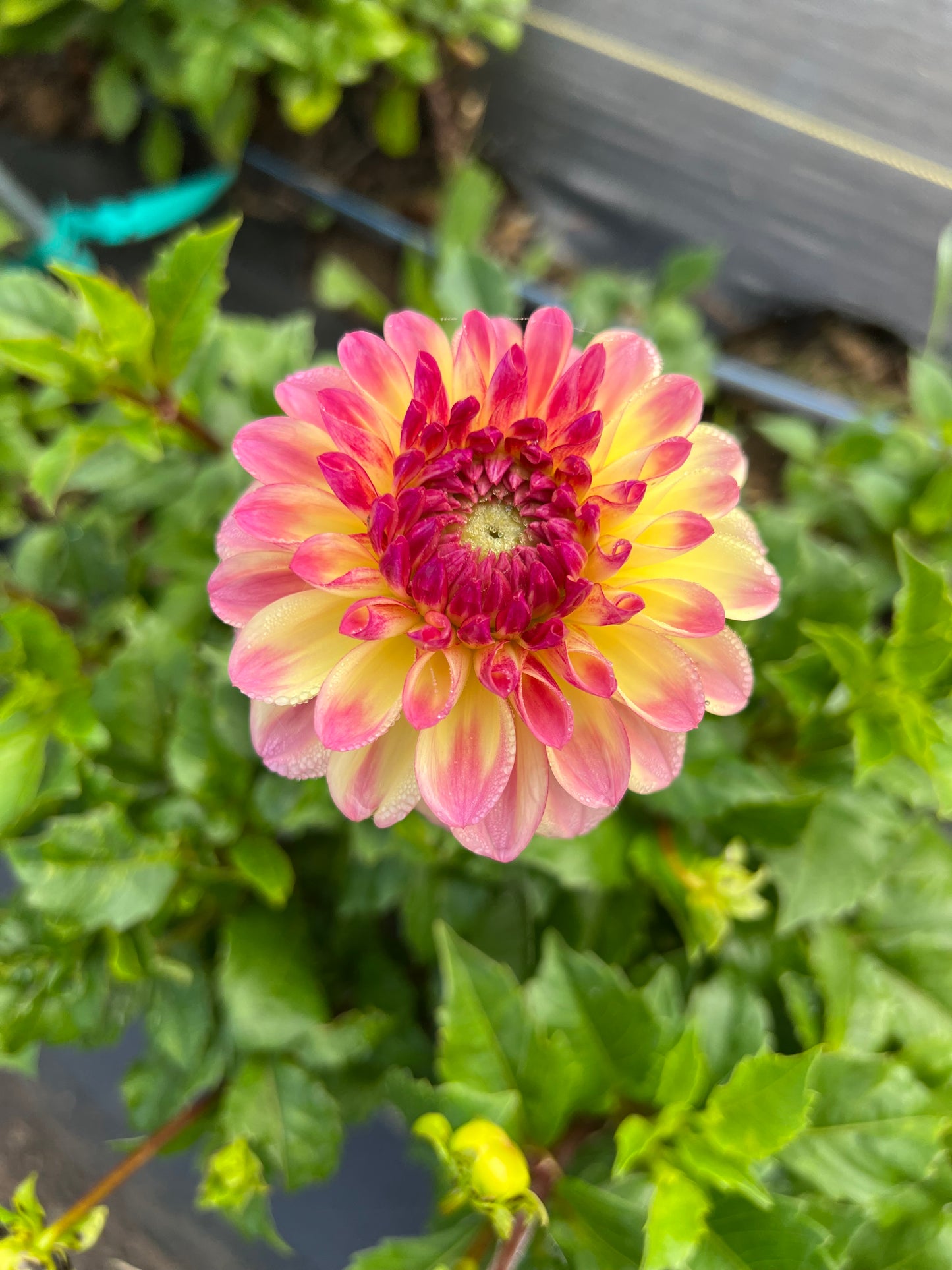 hy clown dahlia bloom with vibrant pink-yellow petals, grown from high-quality tubers for sale