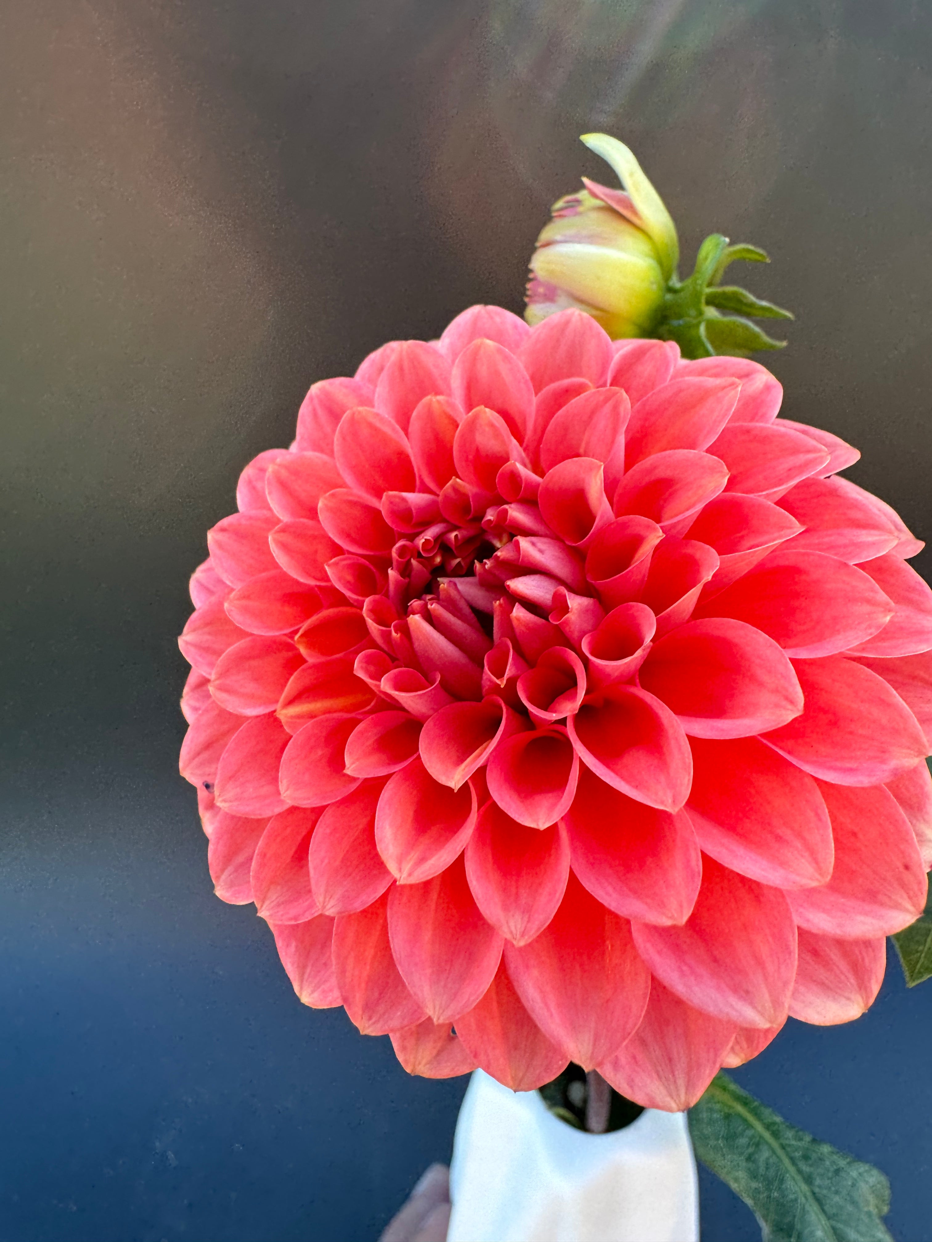 Parkland Tribute - Dahlia – Birddog Flower Farm