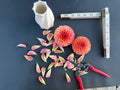 Designing with Dahlias Workshop 9/23