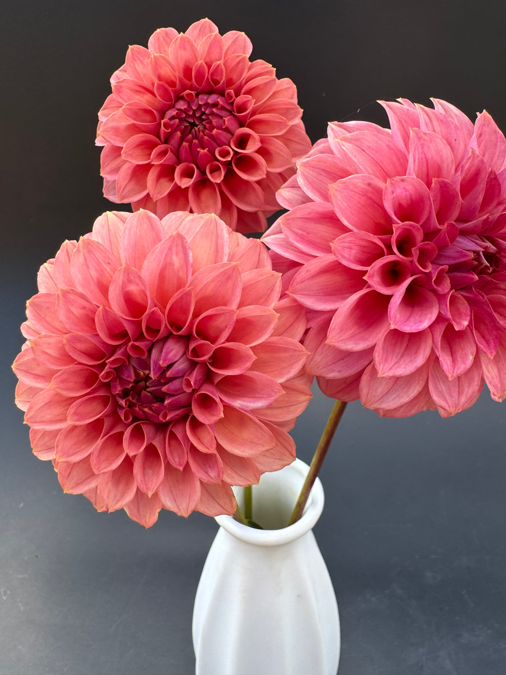 SC Keltie Rose - Dahlia