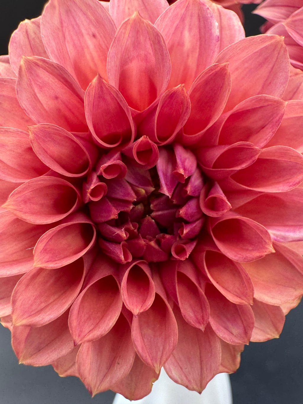 SC Keltie Rose - Dahlia