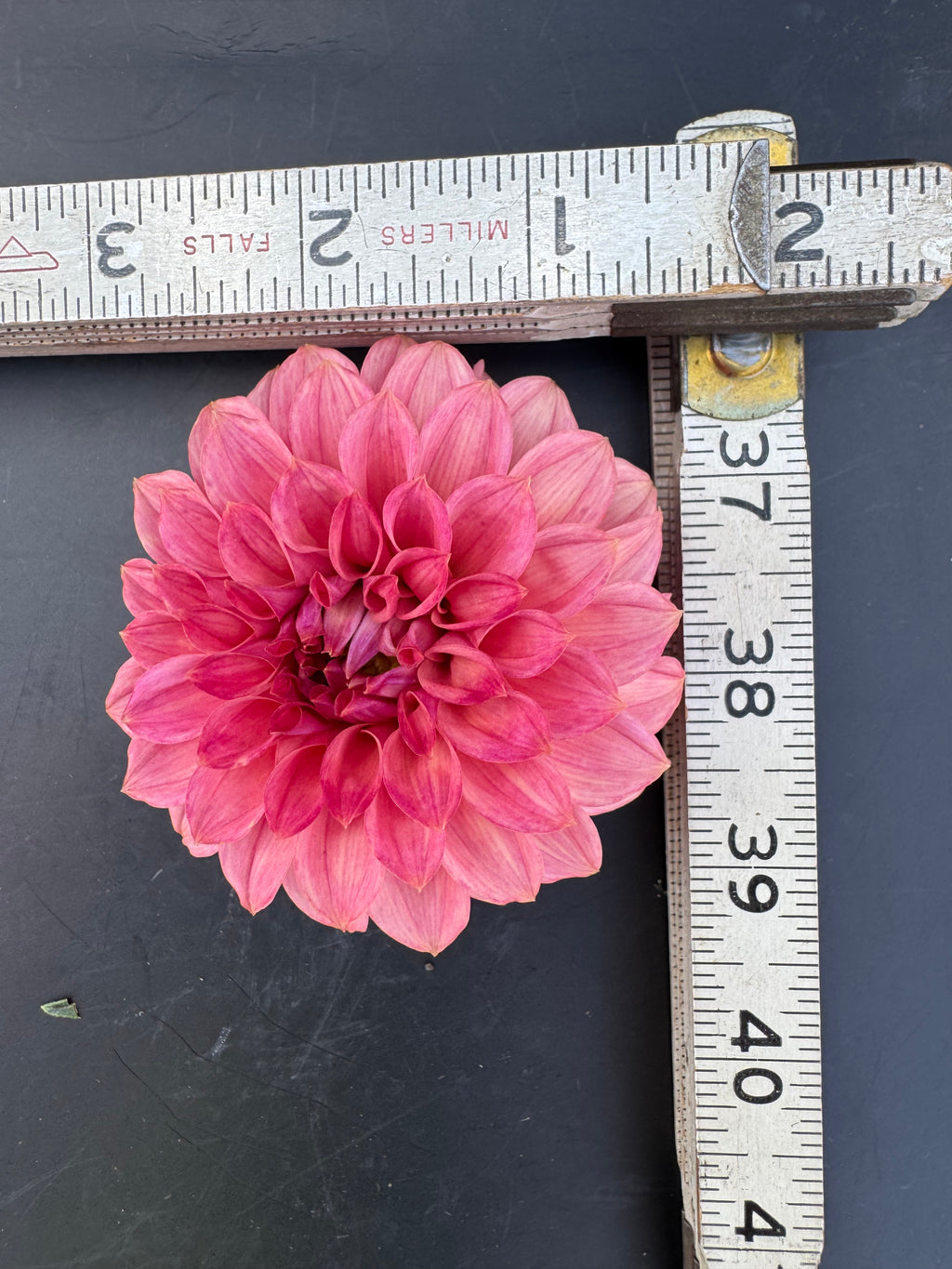 SC Keltie Rose - Dahlia