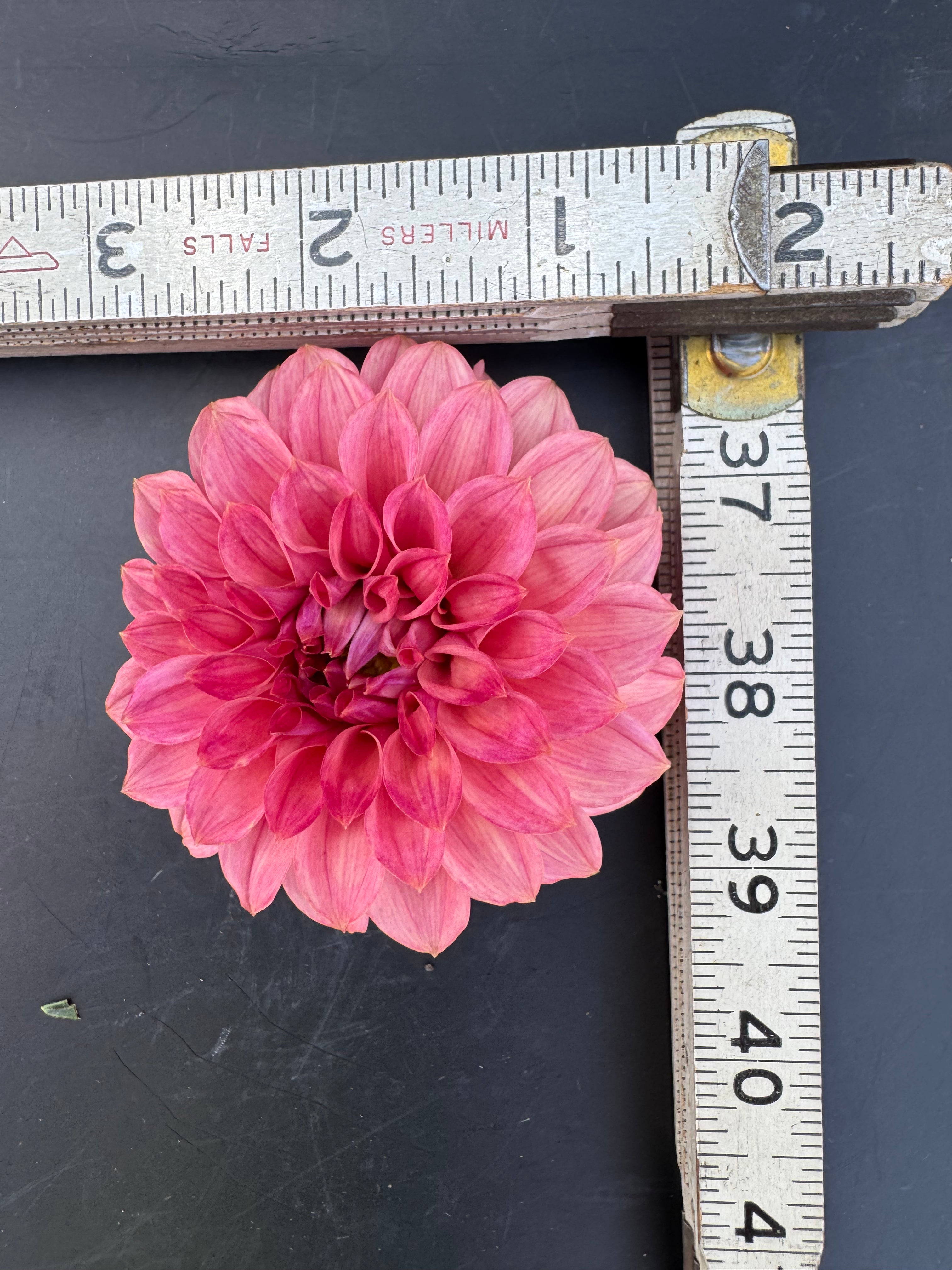 SC Keltie Rose - Dahlia