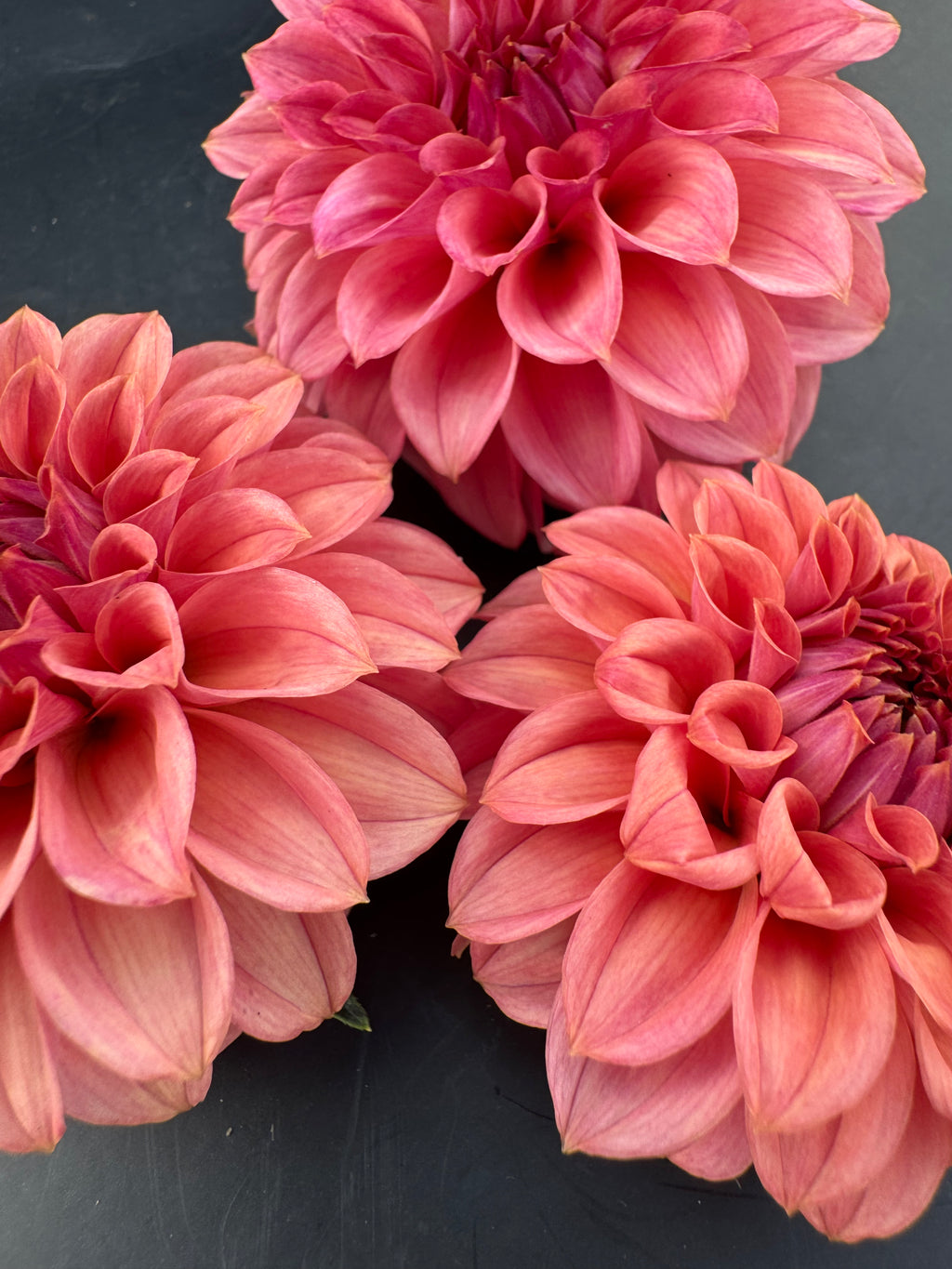 SC Keltie Rose - Dahlia