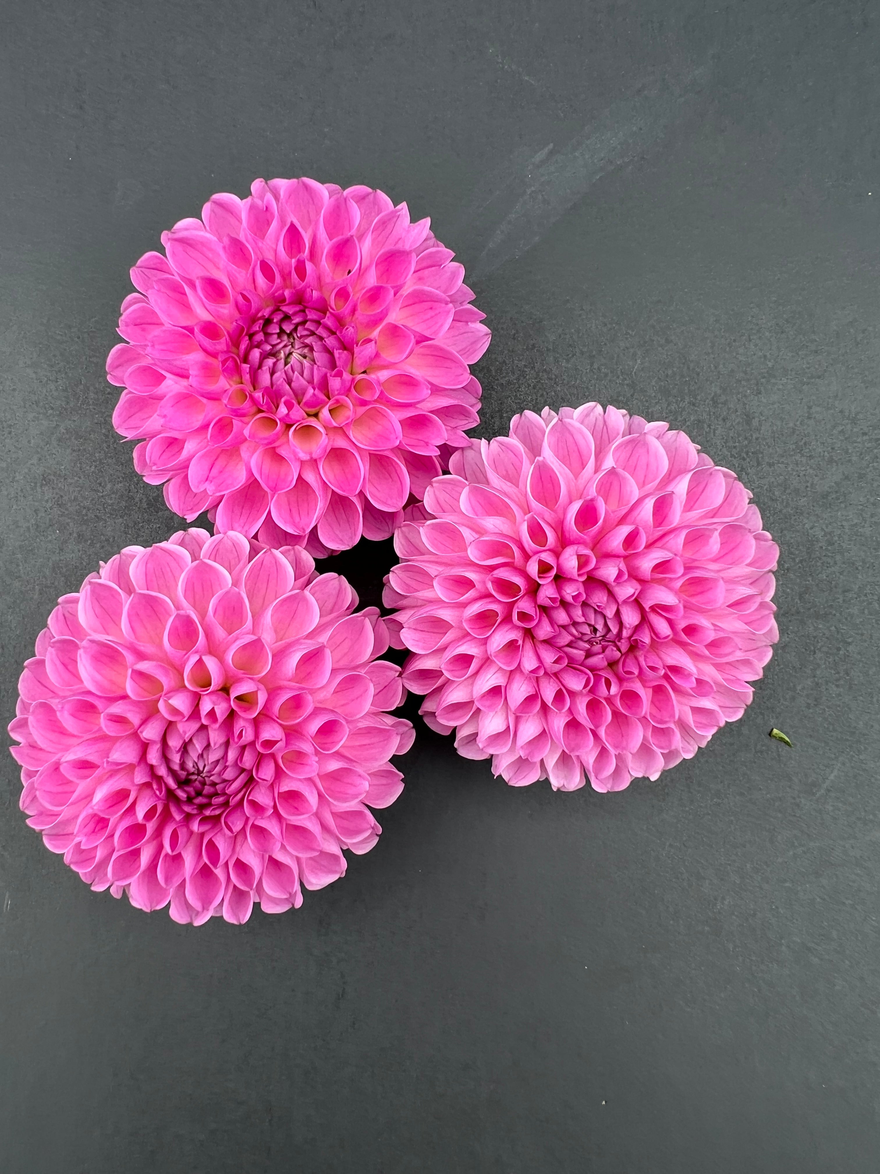dahlia 20th ave ingrid tuber dahlia bloom with vibrant pink-purple petals, grown from high-quality tubers for sale