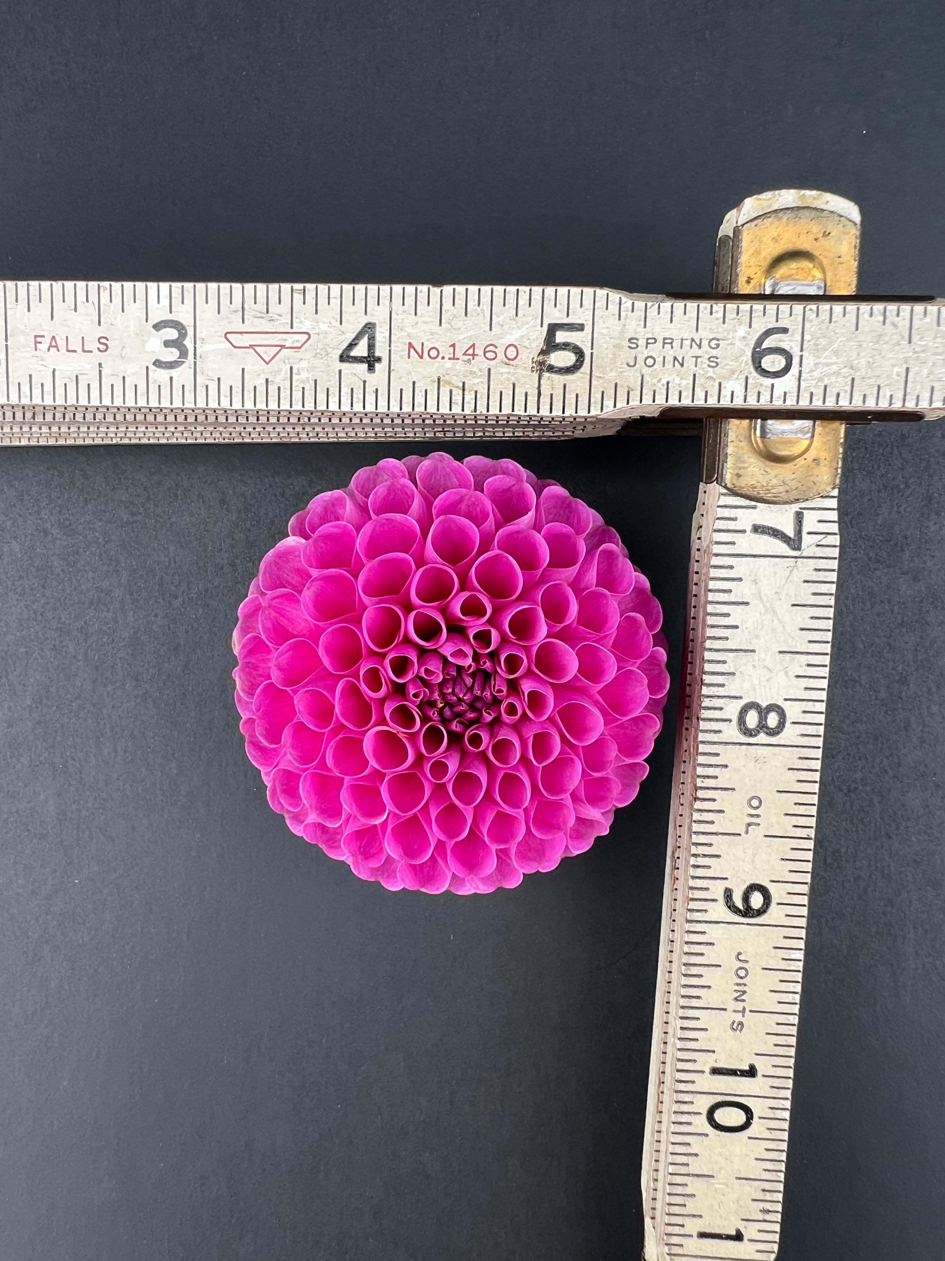 dahlia 20th ave ingrid tuber dahlia bloom with vibrant pink-purple petals, grown from high-quality tubers for sale