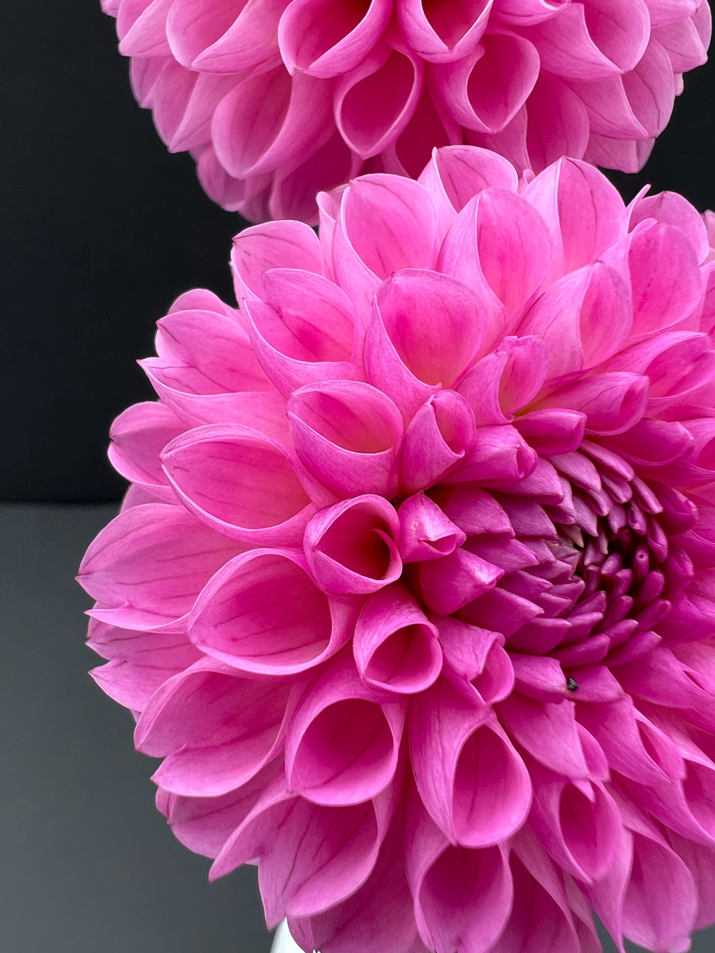 dahlia 20th ave ingrid tuber dahlia bloom with vibrant pink-purple petals, grown from high-quality tubers for sale