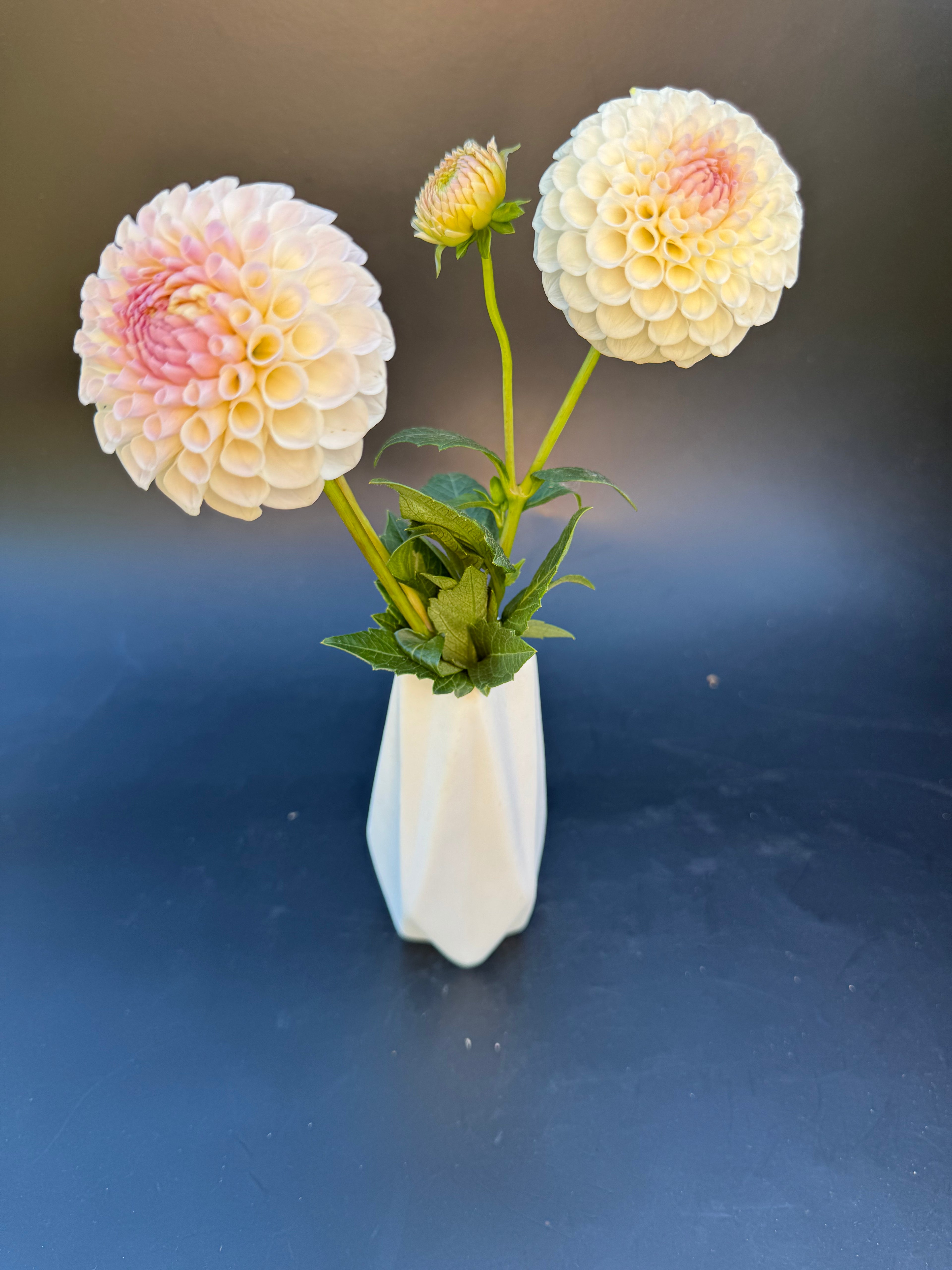 20th Ave Memory - Dahlia