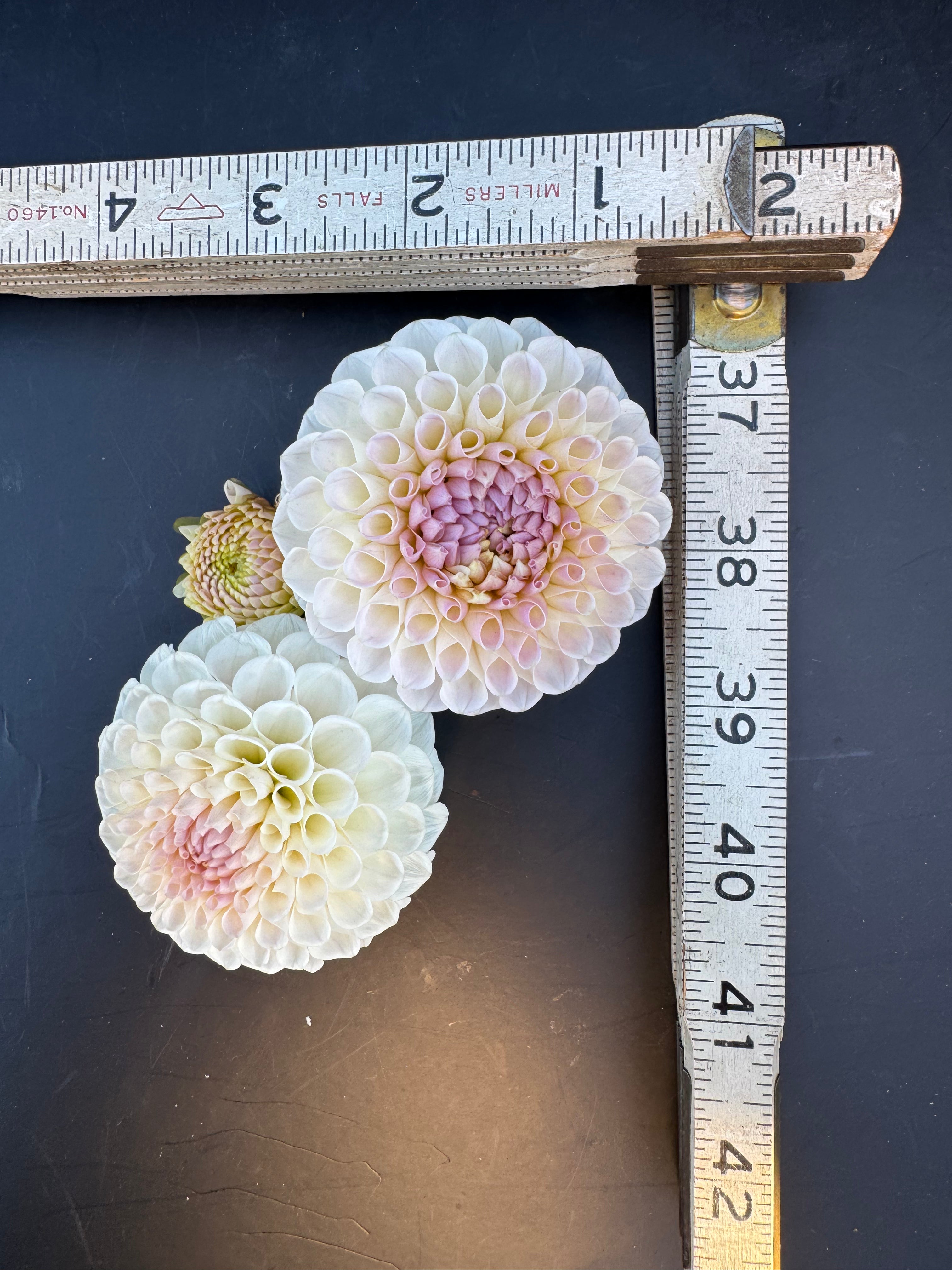 20th Ave Memory - Dahlia