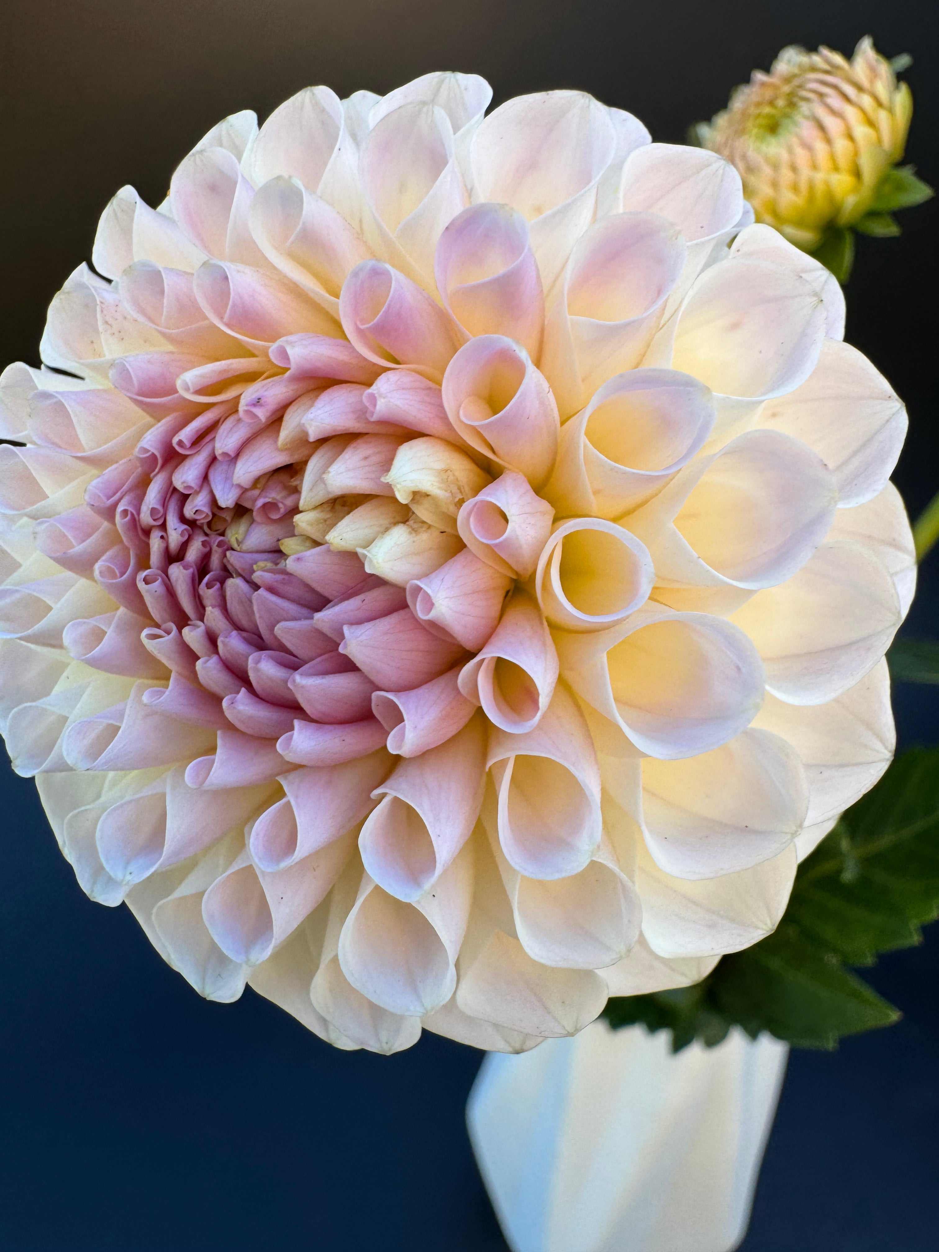 20th Ave Memory - Dahlia