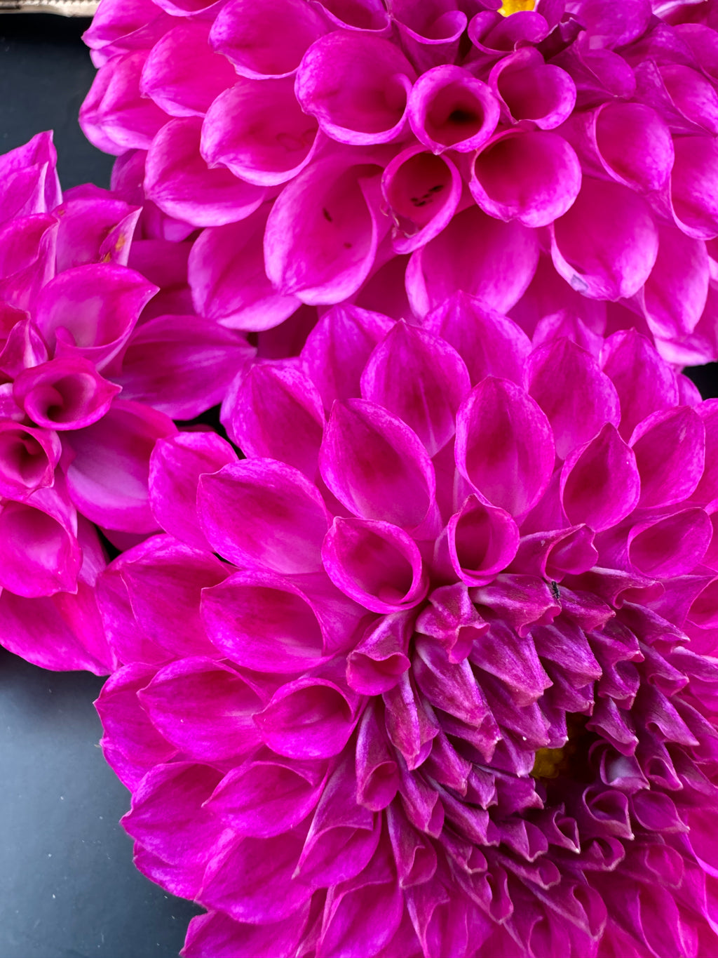 20th Ave Rayna - Dahlia