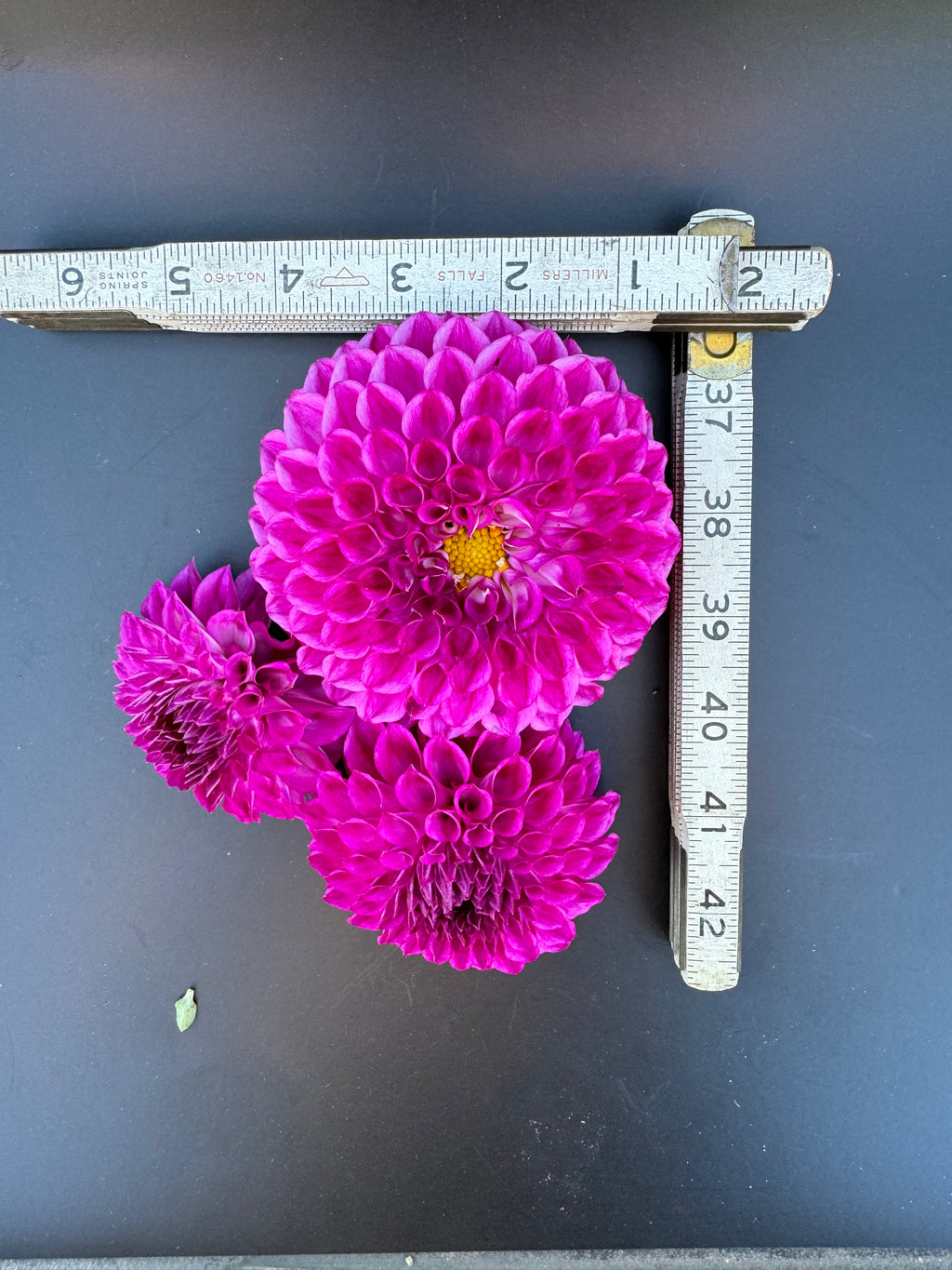 20th Ave Rayna - Dahlia