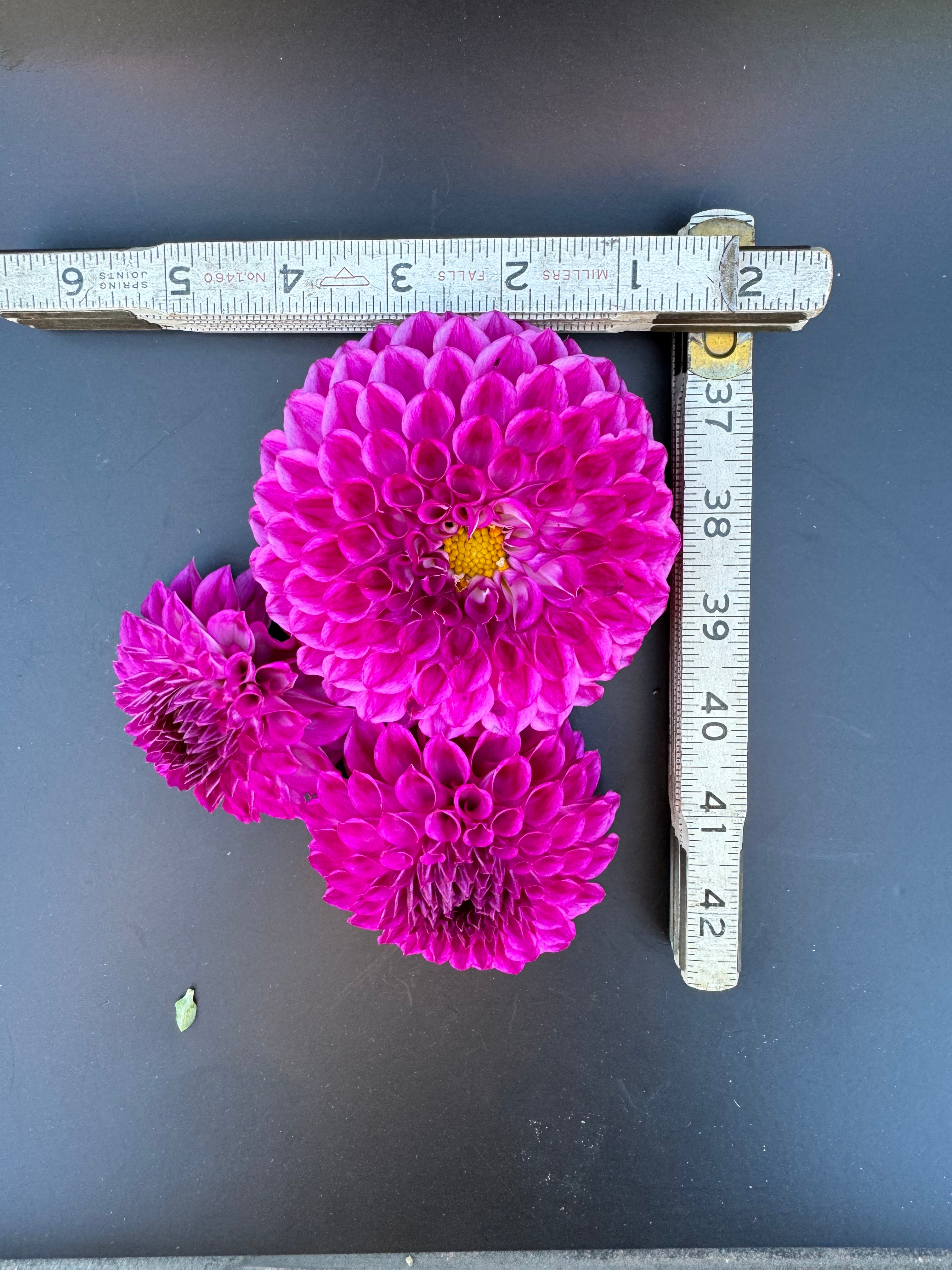 20th Ave Rayna - Dahlia