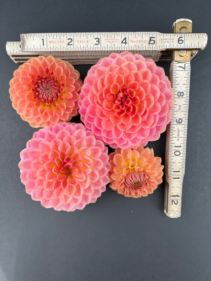 20th ave softer peach dahlia bloom with vibrant peach-pink petals, grown from high-quality tubers for sale