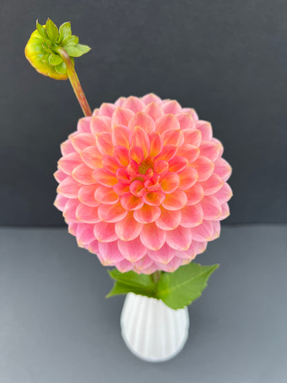 20th ave softer peach dahlia bloom with vibrant peach-pink petals, grown from high-quality tubers for sale