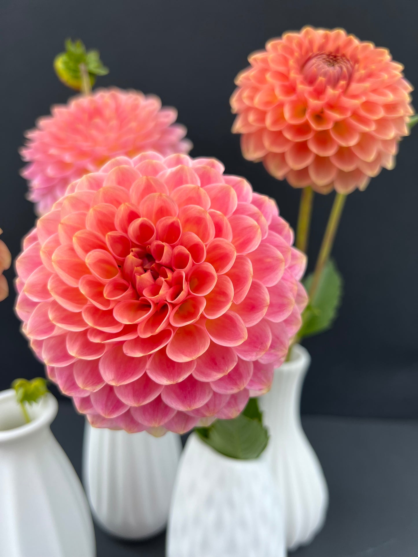 20th ave softer peach dahlia bloom with vibrant peach-pink petals, grown from high-quality tubers for sale