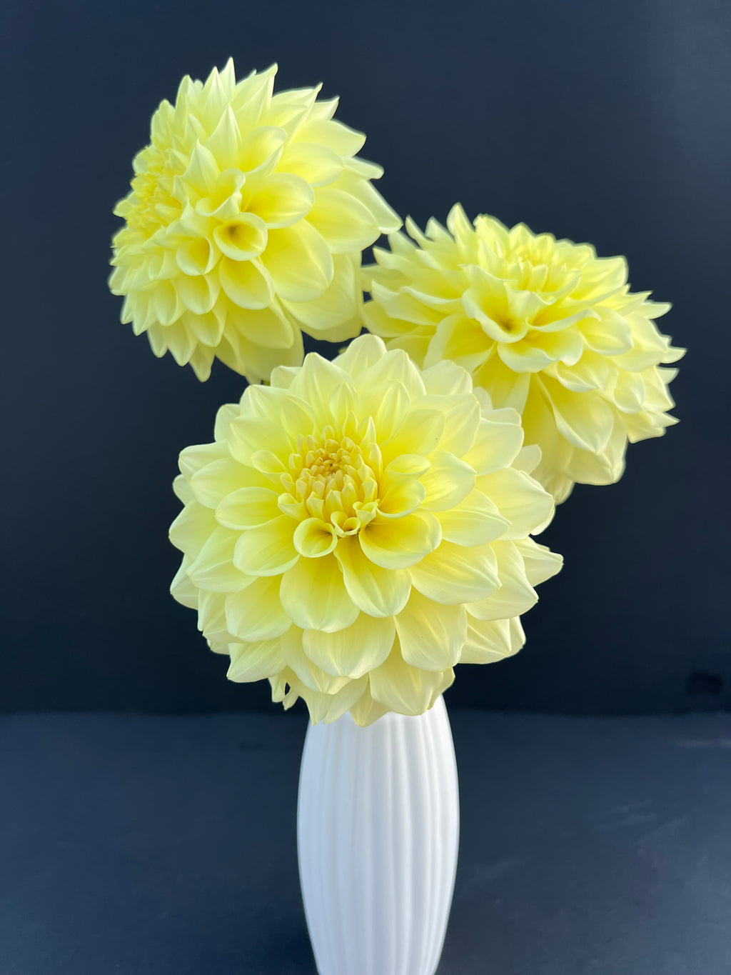 a peeling dahlia bloom with vibrant yellow petals, grown from high-quality tubers for sale