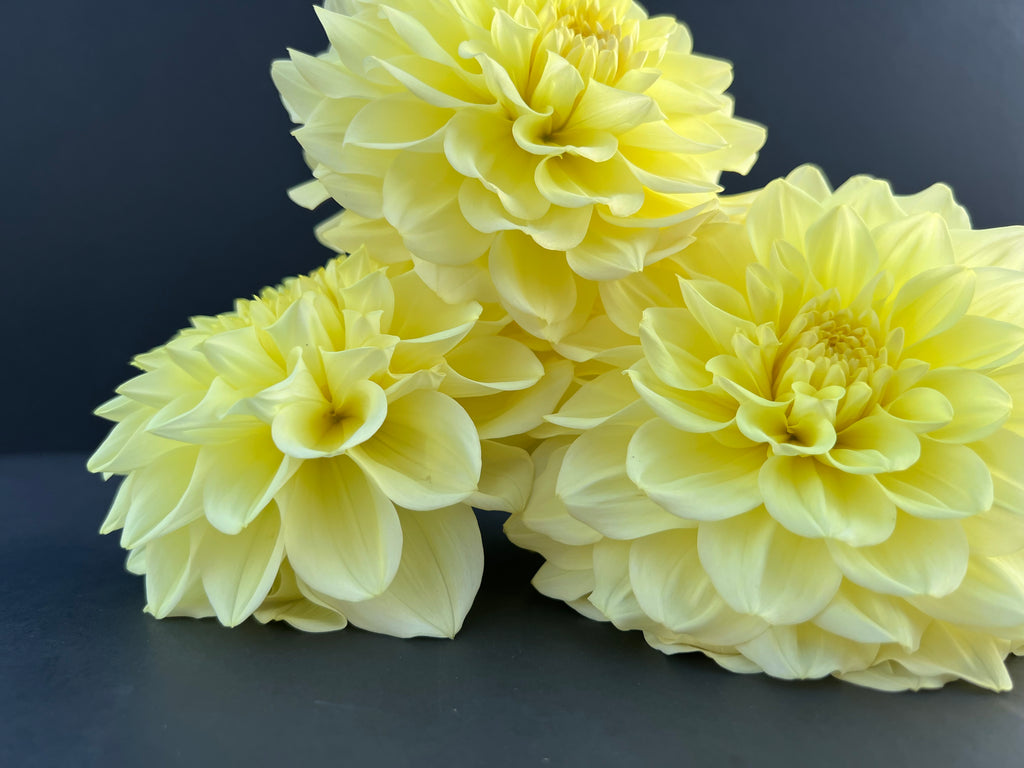 a peeling dahlia bloom with vibrant yellow petals, grown from high-quality tubers for sale