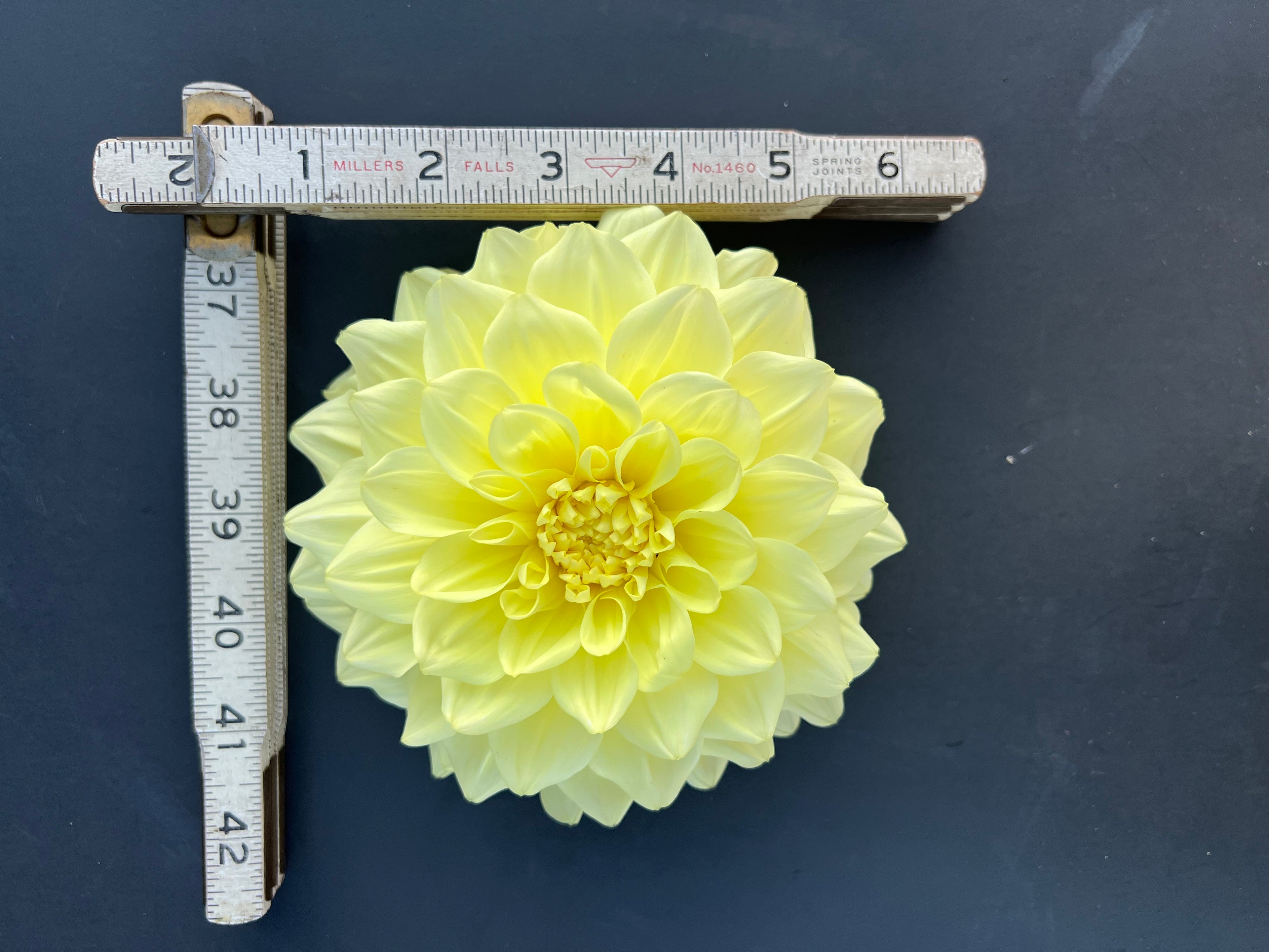 a peeling dahlia bloom with vibrant yellow petals, grown from high-quality tubers for sale