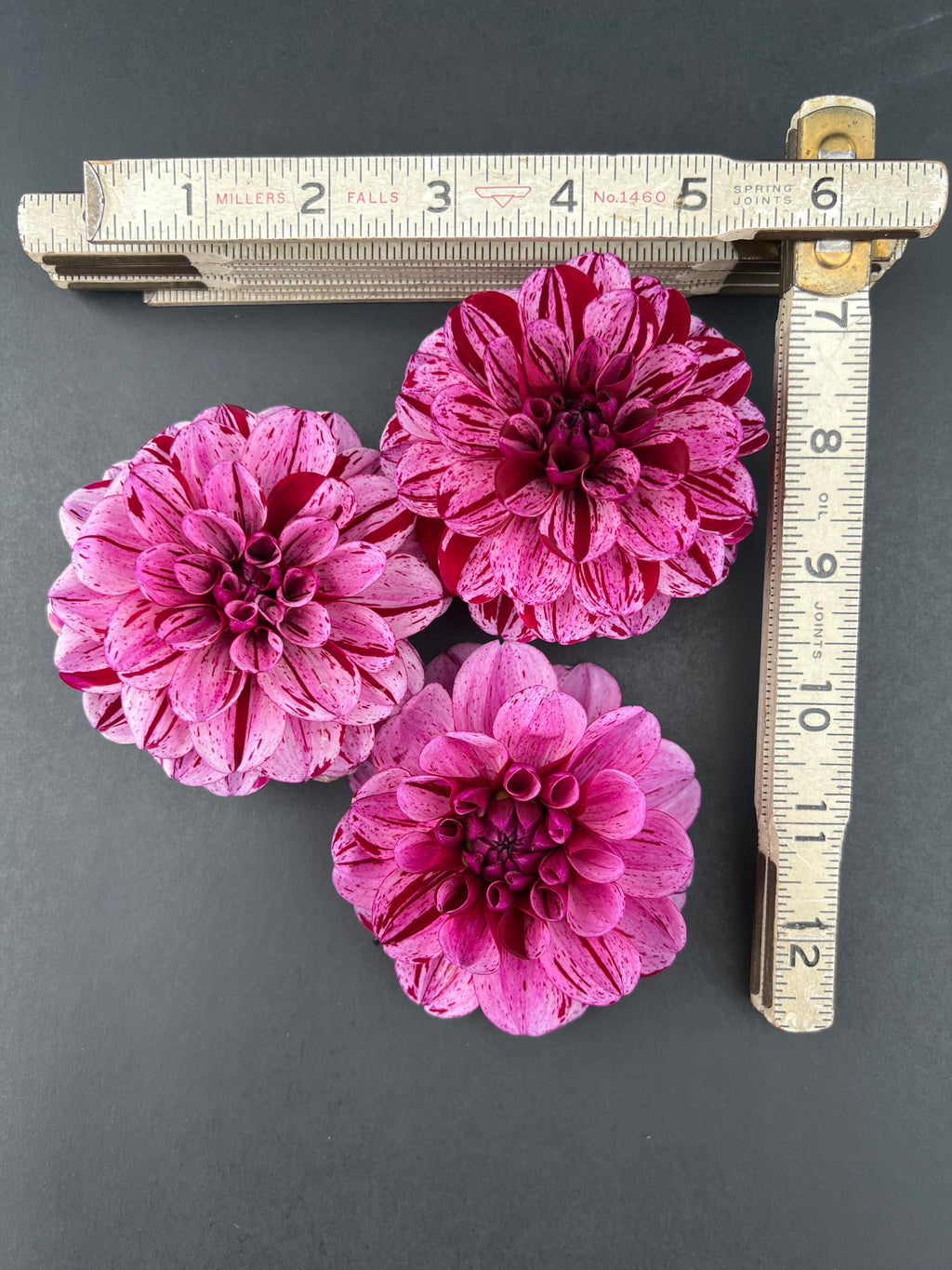ac candy dahlia bloom with vibrant purple petals, grown from high-quality tubers for sale