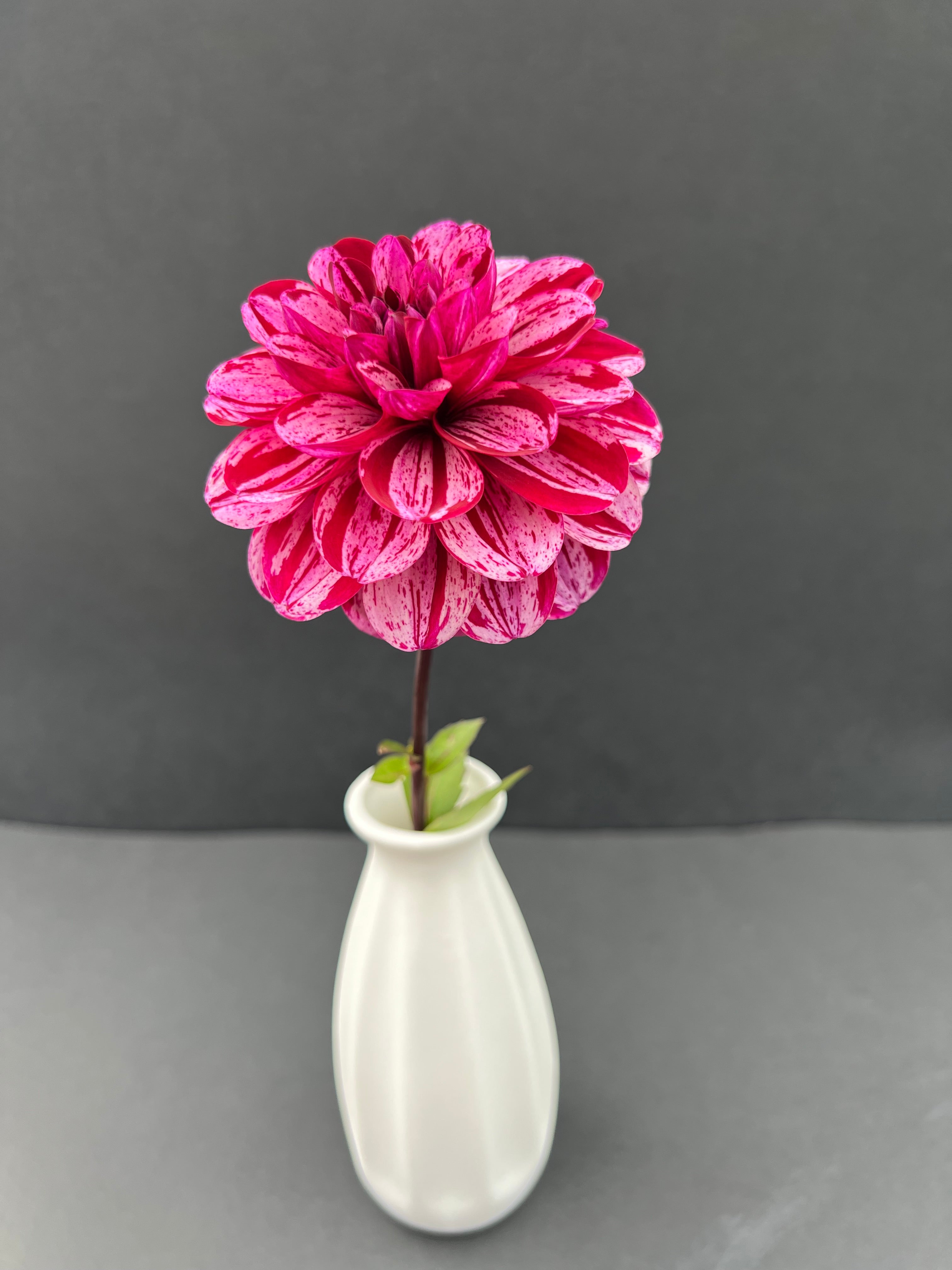 ac candy dahlia bloom with vibrant purple petals, grown from high-quality tubers for sale