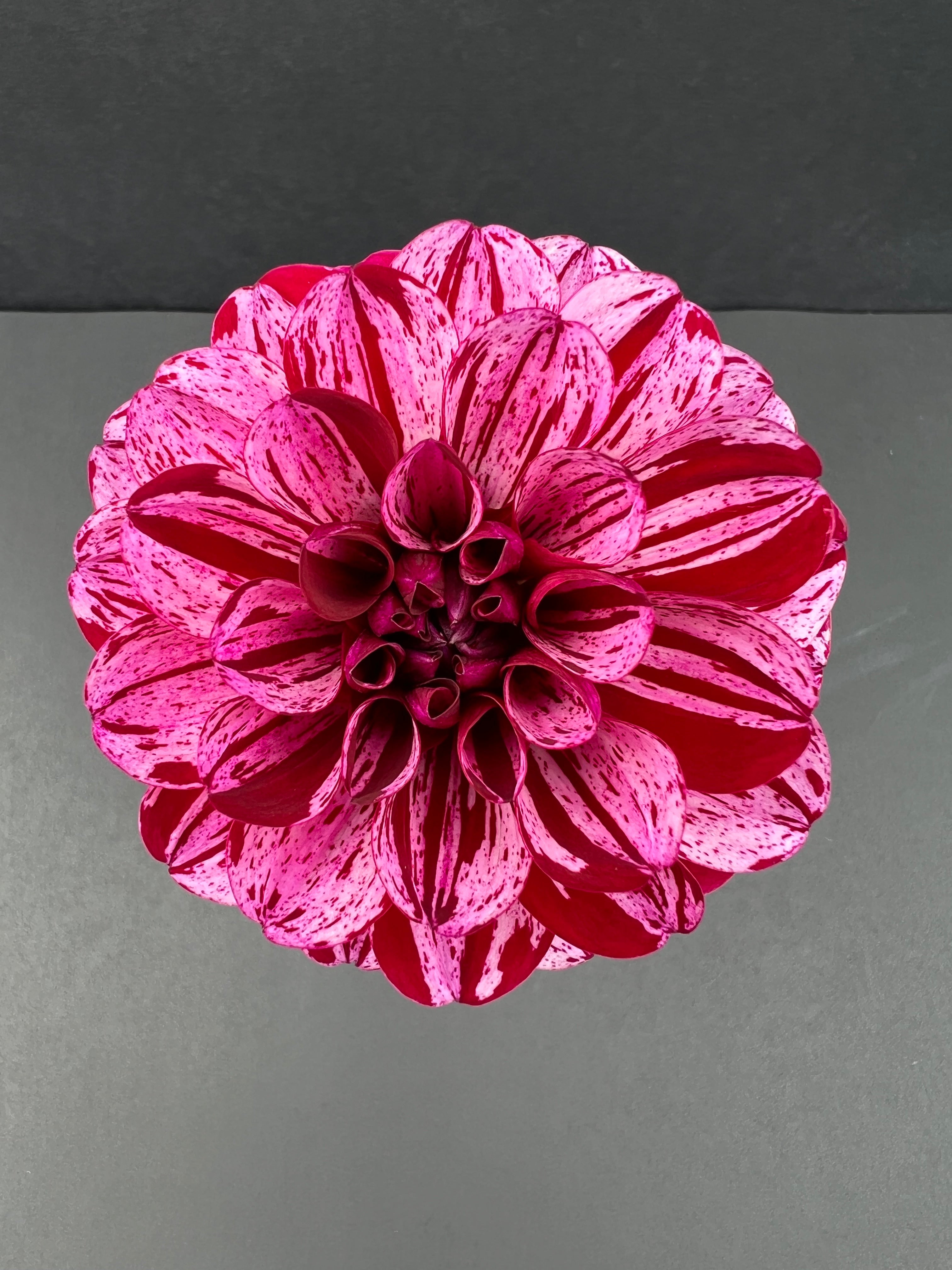 ac candy dahlia bloom with vibrant purple petals, grown from high-quality tubers for sale