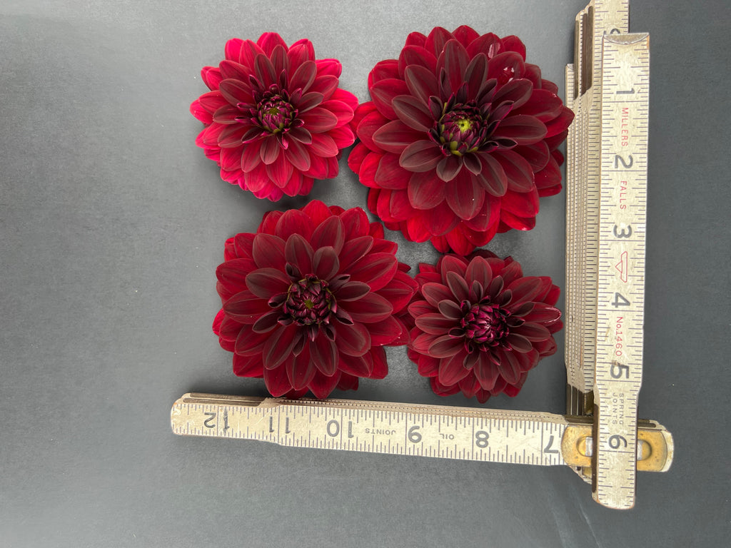 arabian night dahlia bloom with vibrant maroon petals, grown from high-quality tubers for sale