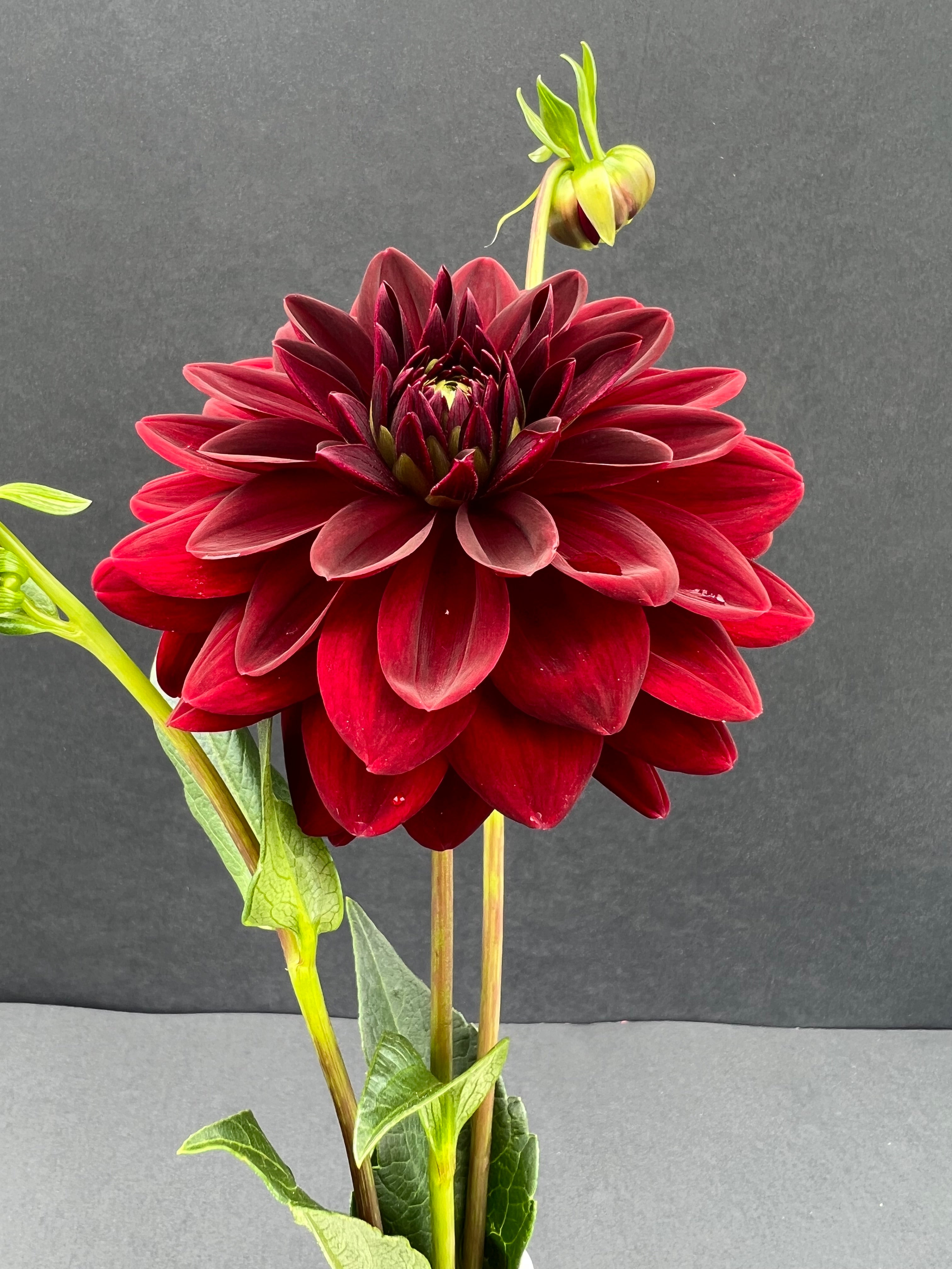 arabian night dahlia bloom with vibrant maroon petals, grown from high-quality tubers for sale