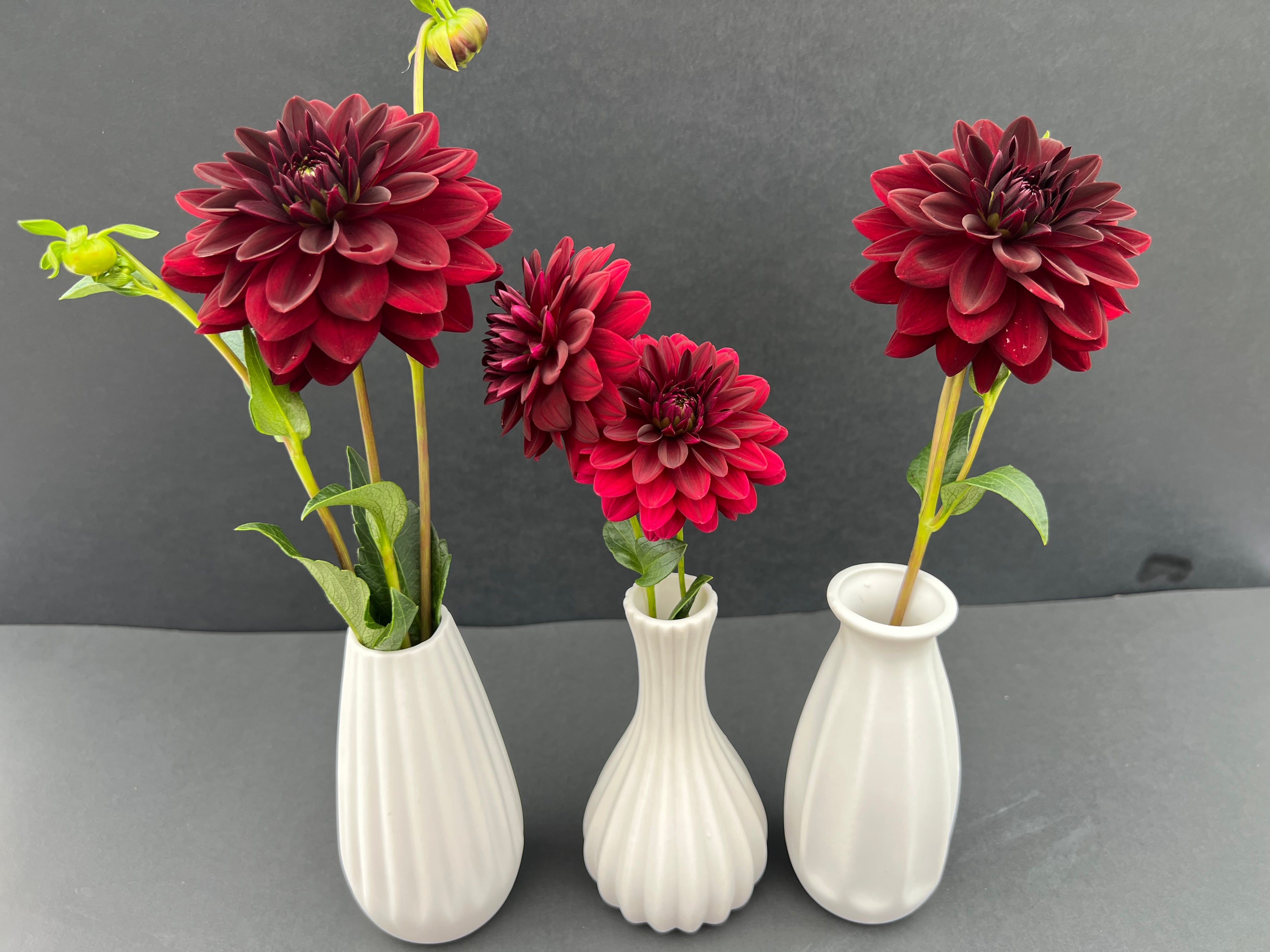 arabian night dahlia bloom with vibrant maroon petals, grown from high-quality tubers for sale