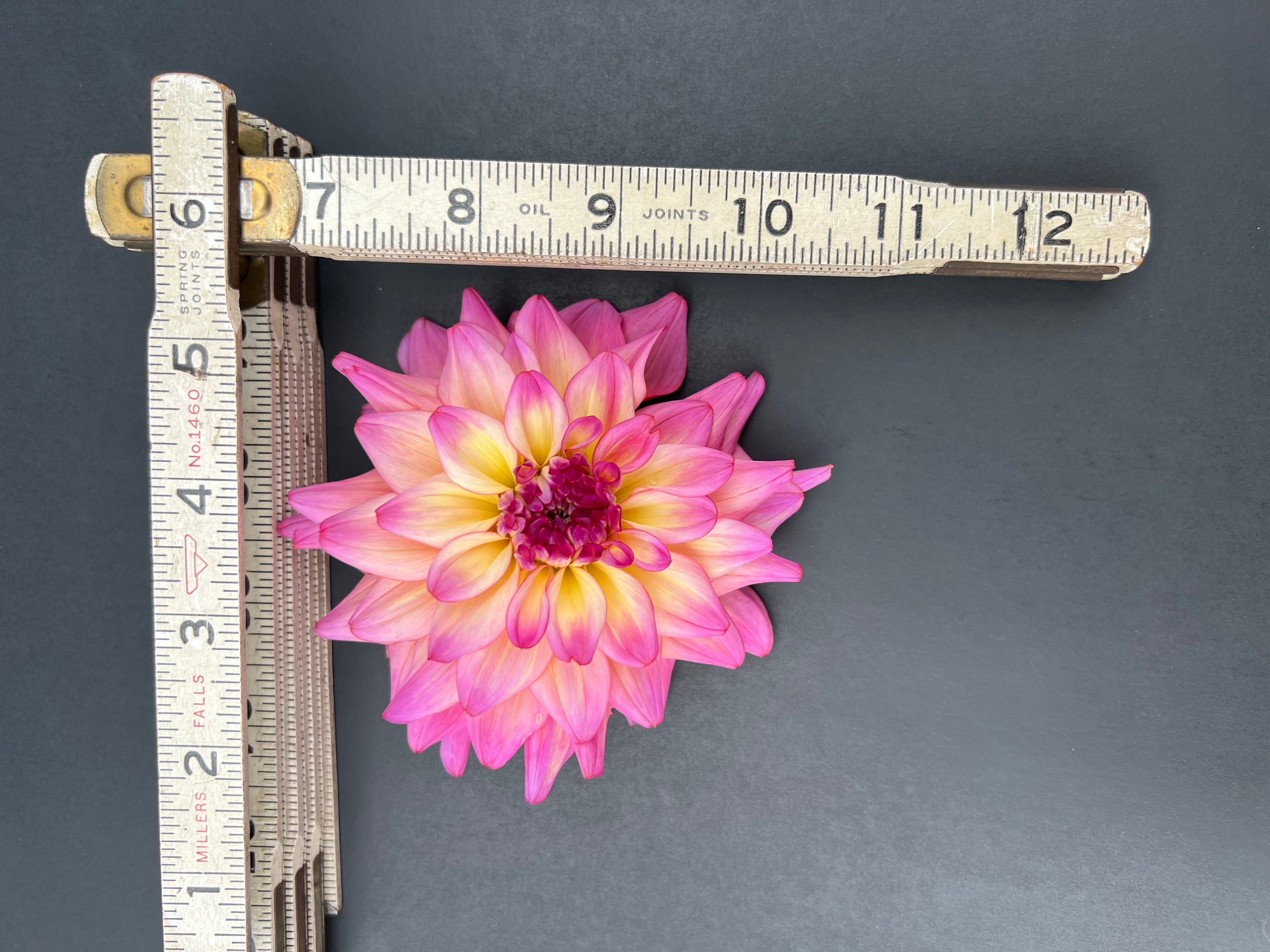 bahama mama dahlia bloom with vibrant pink-yellow petals, grown from high-quality tubers for sale