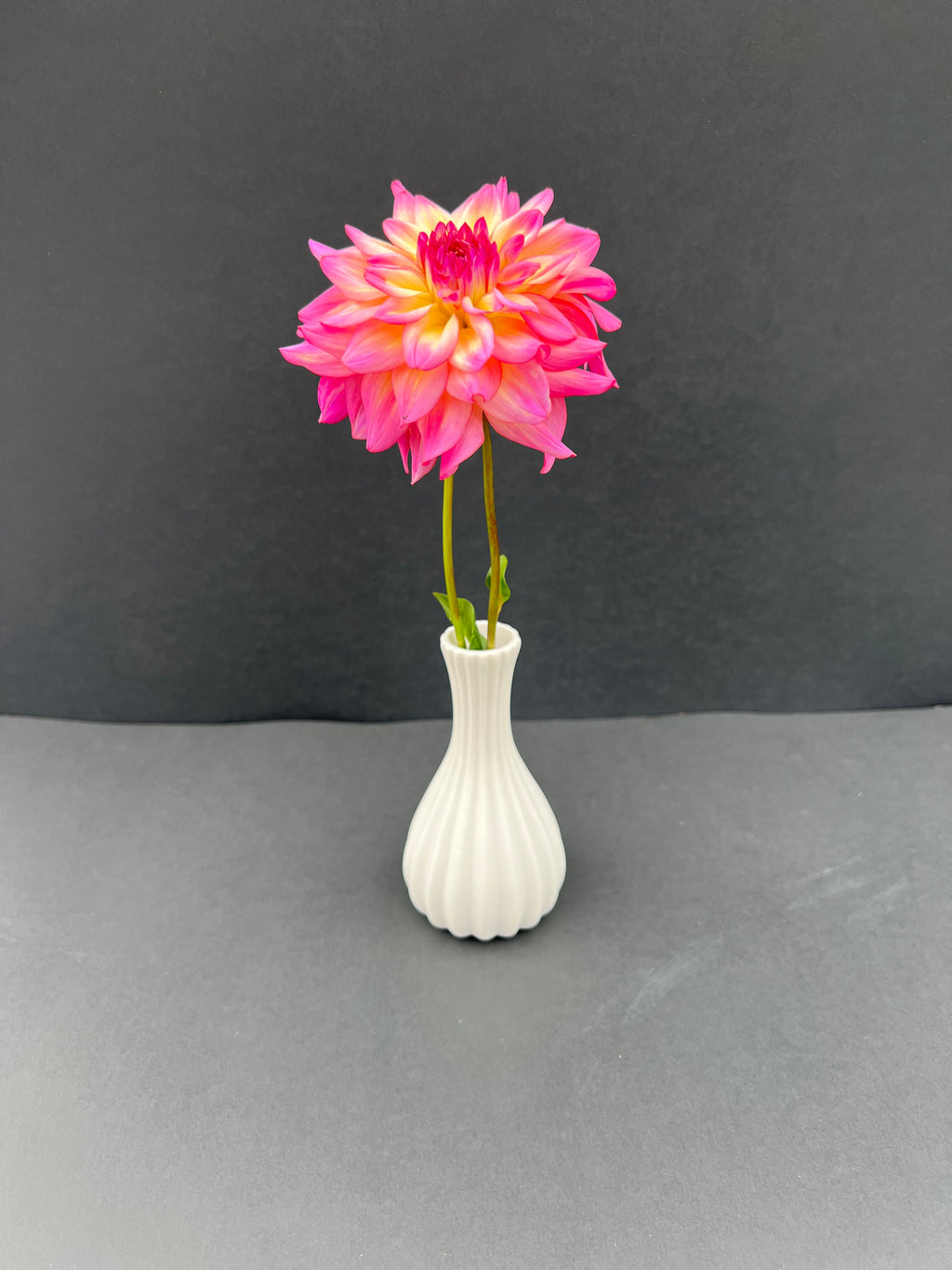 bahama mama dahlia bloom with vibrant pink-yellow petals, grown from high-quality tubers for sale