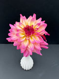 bahama mama dahlia bloom with vibrant pink-yellow petals, grown from high-quality tubers for sale