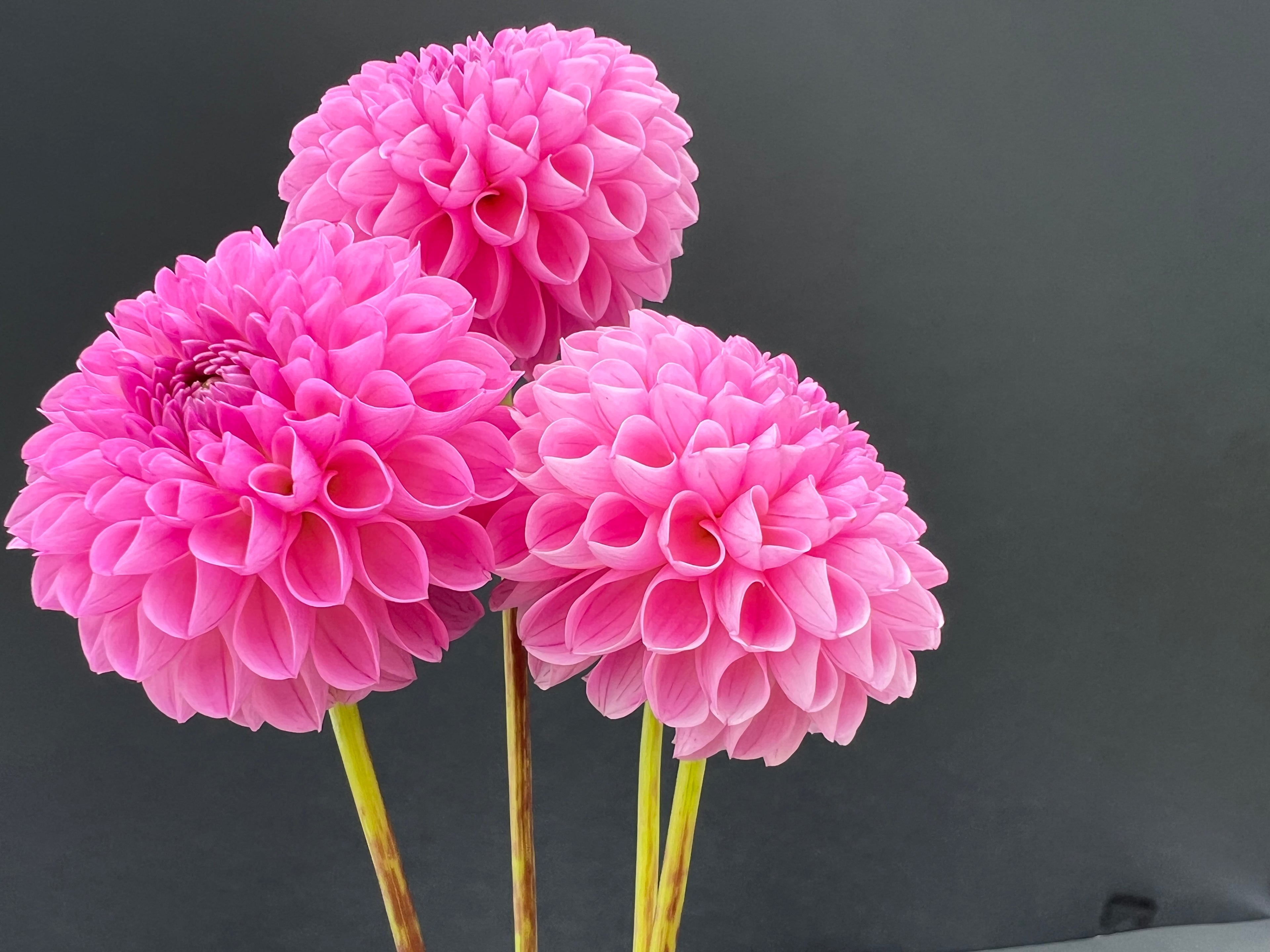 betty ann dahlia bloom with vibrant pink petals, grown from high-quality tubers for sale