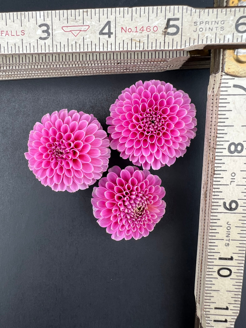 betty ann dahlia bloom with vibrant pink petals, grown from high-quality tubers for sale