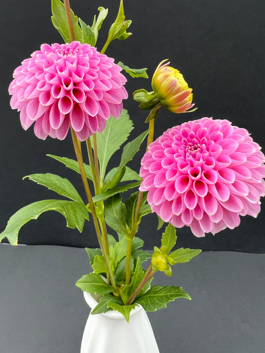 betty ann dahlia bloom with vibrant pink petals, grown from high-quality tubers for sale