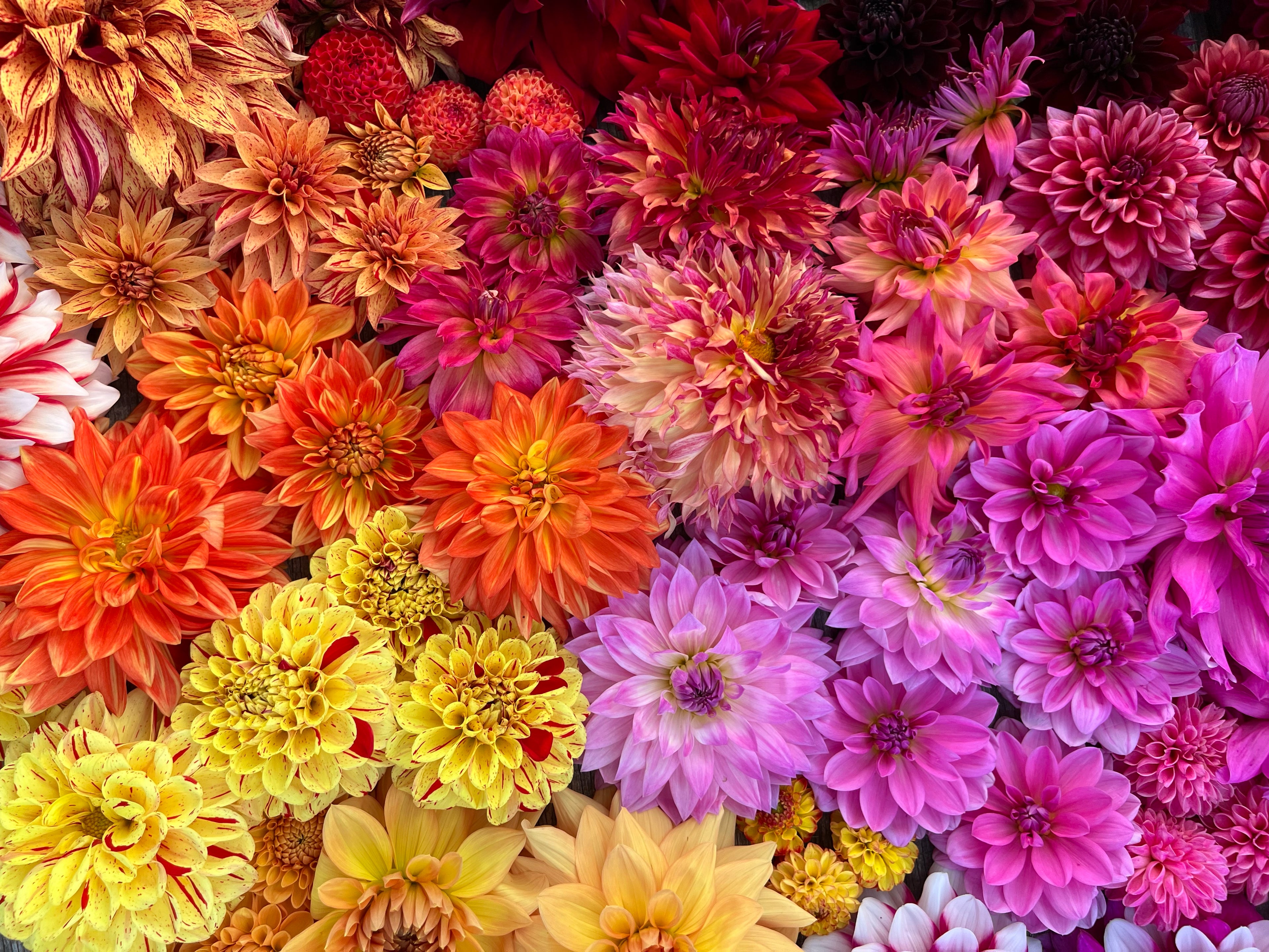 Collage of colorful dahlia blooms from Birddog Flower Farm, used as a background