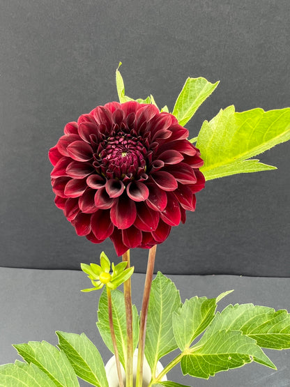 black satin dahlia bloom with vibrant maroon petals, grown from high-quality tubers for sale