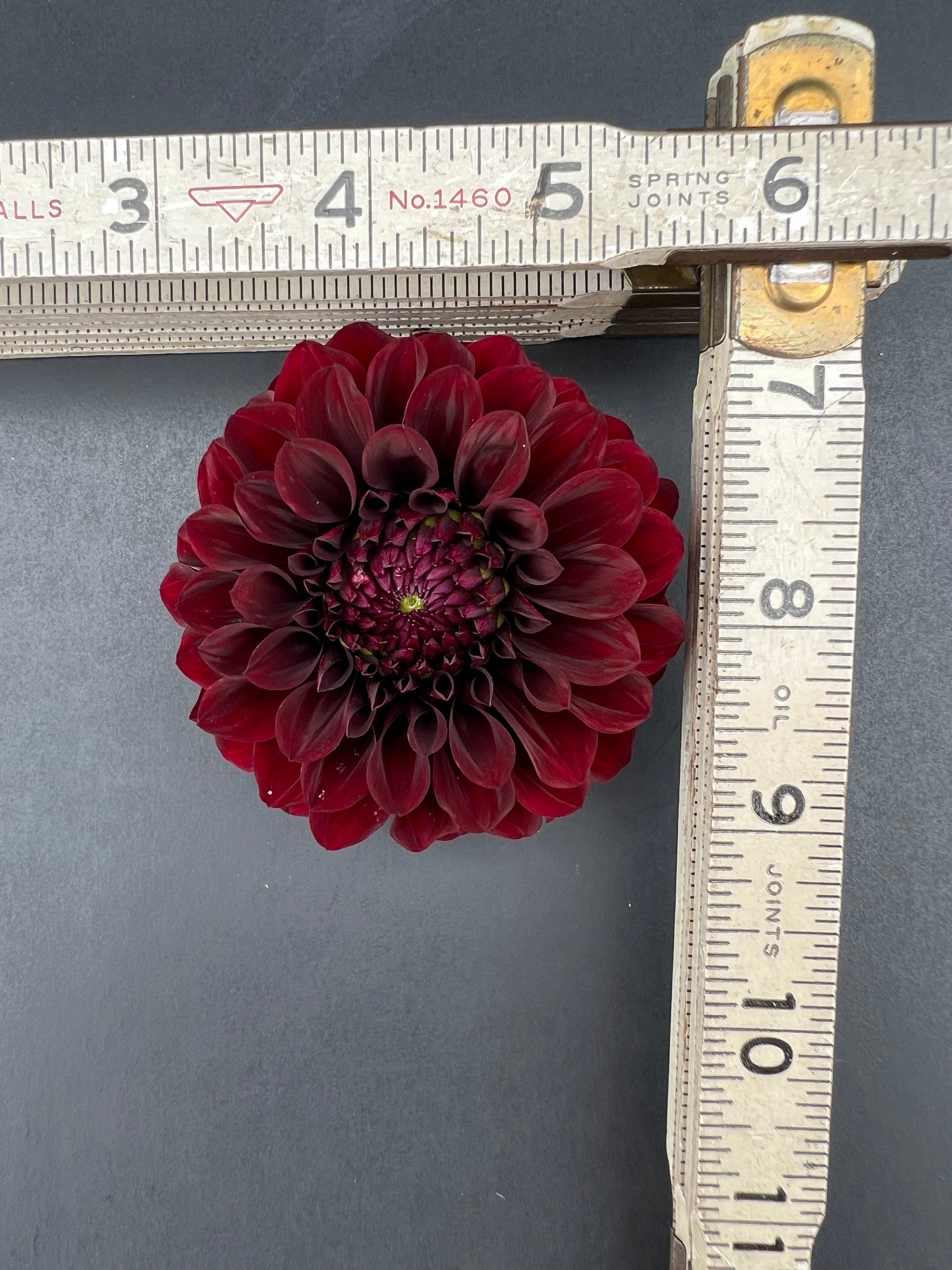 black satin dahlia bloom with vibrant maroon petals, grown from high-quality tubers for sale