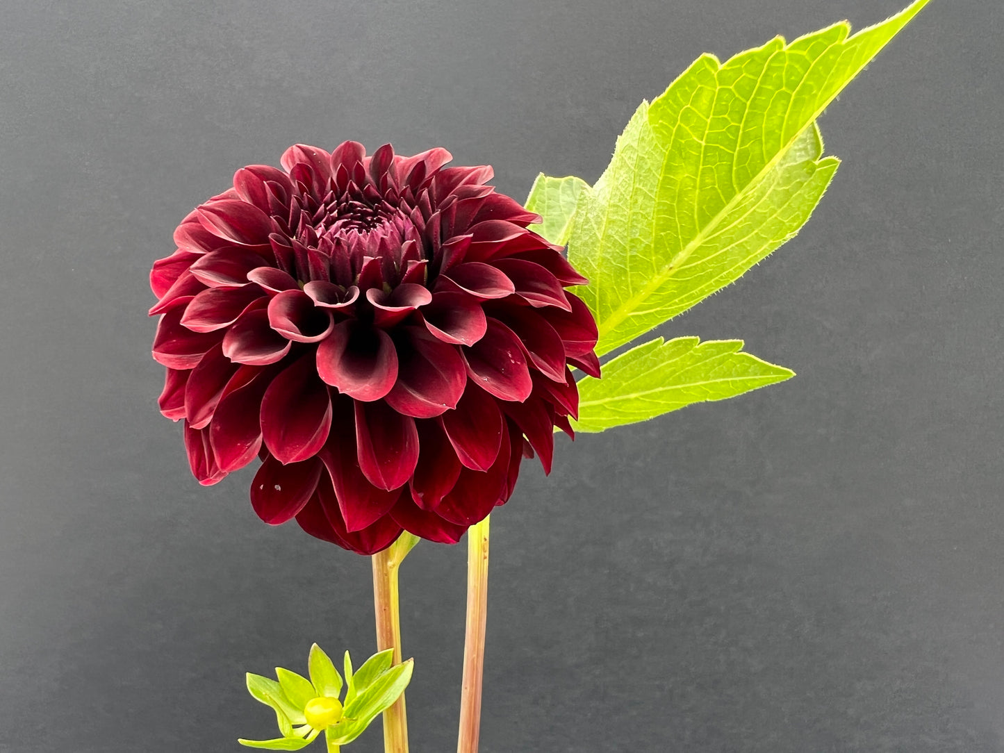 black satin dahlia bloom with vibrant maroon petals, grown from high-quality tubers for sale