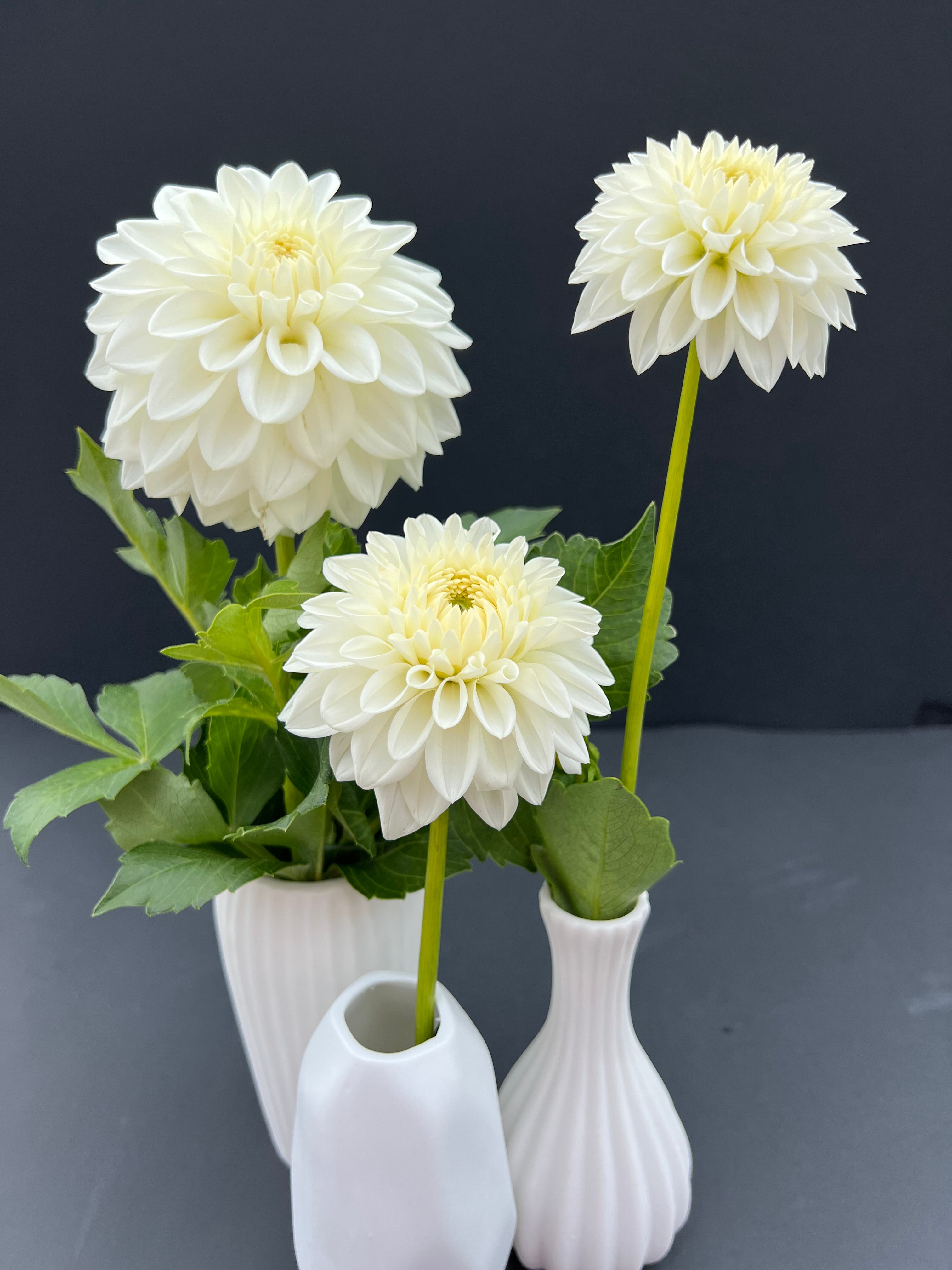 blizzard dahlia bloom with vibrant white petals, grown from high-quality tubers for sale