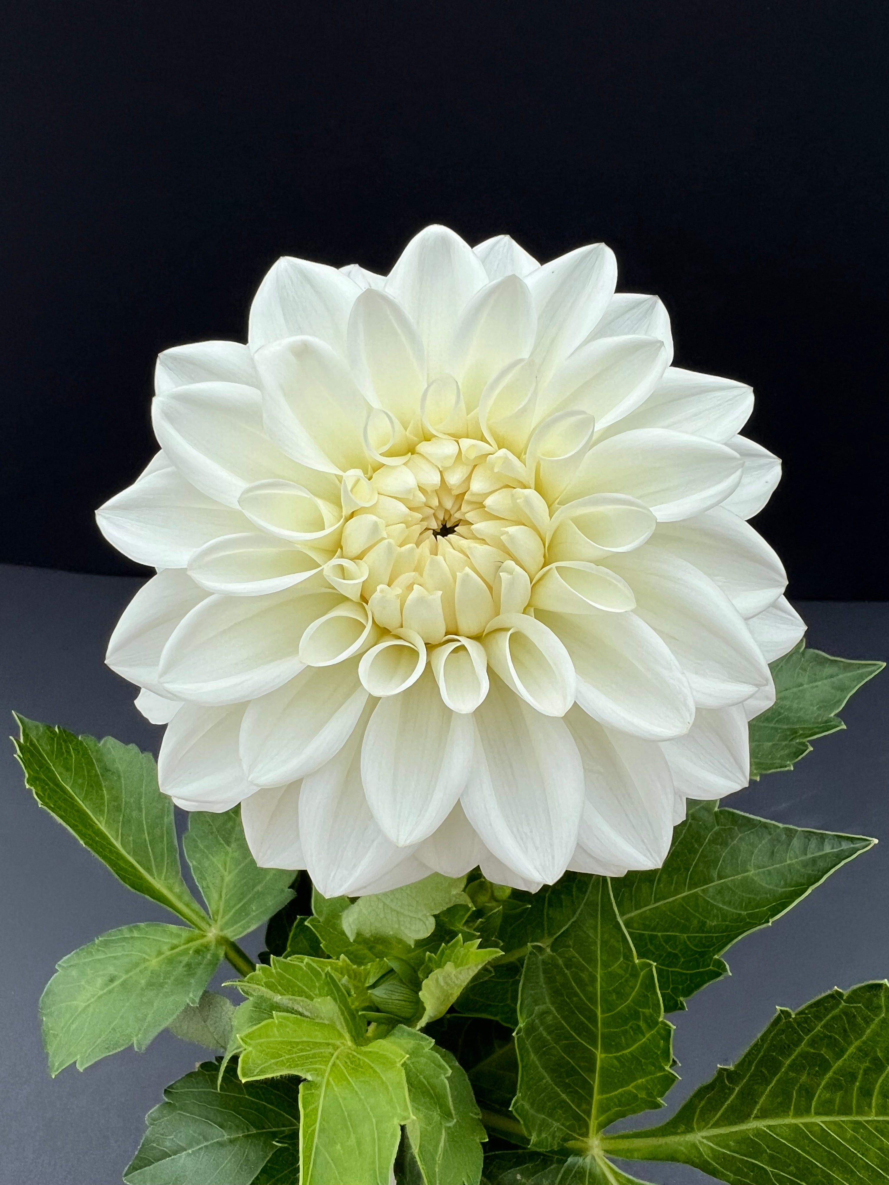 blizzard dahlia bloom with vibrant white petals, grown from high-quality tubers for sale