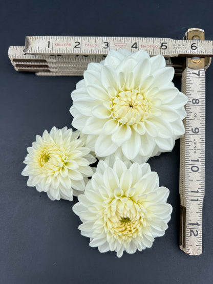 blizzard dahlia bloom with vibrant white petals, grown from high-quality tubers for sale