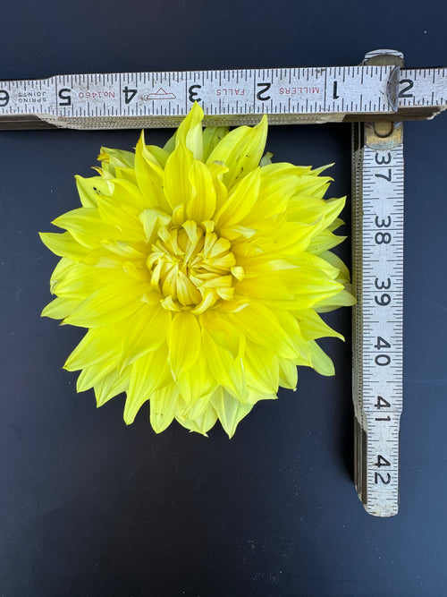 Blondee - Dahlia